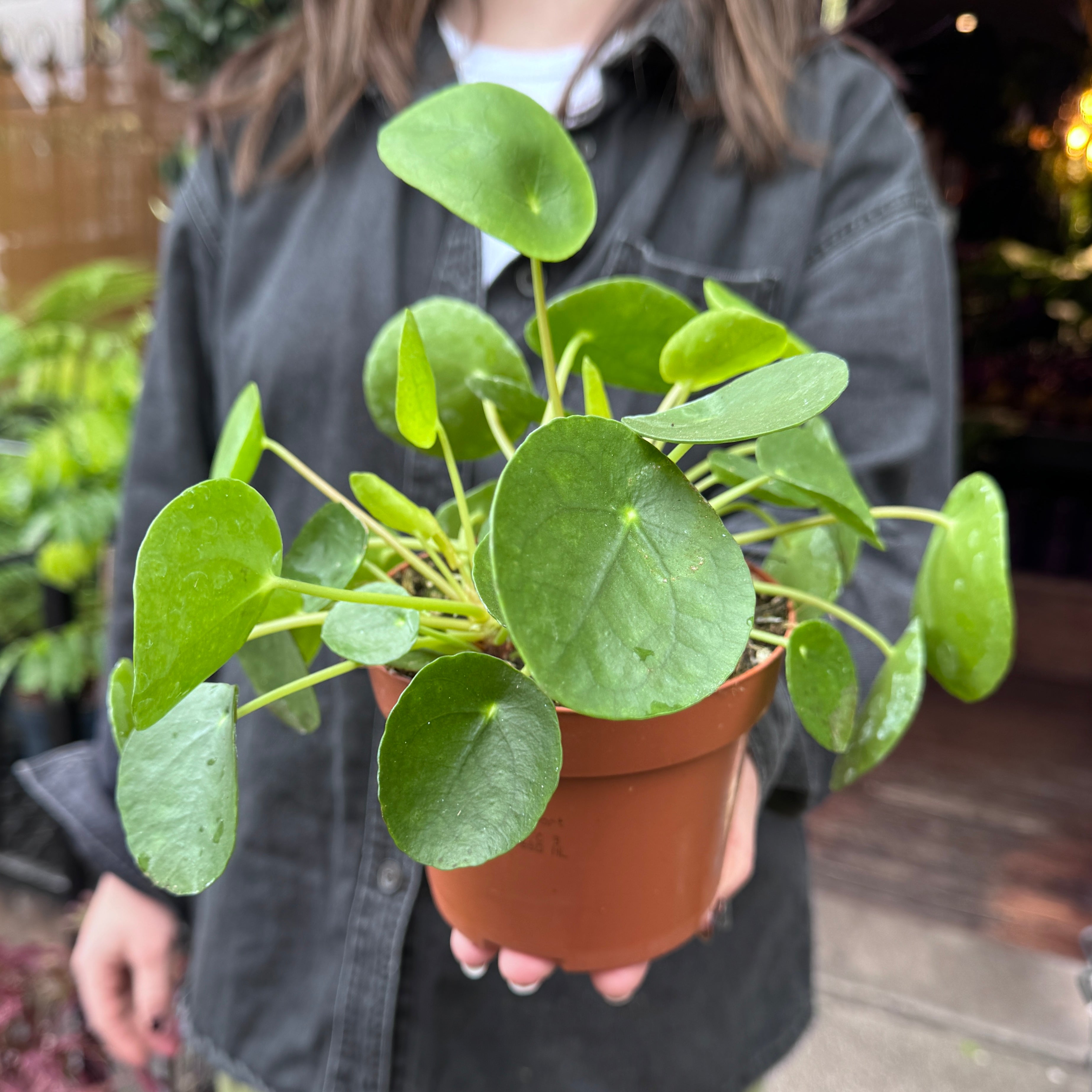 Pilea peperomioides (13cm pot)