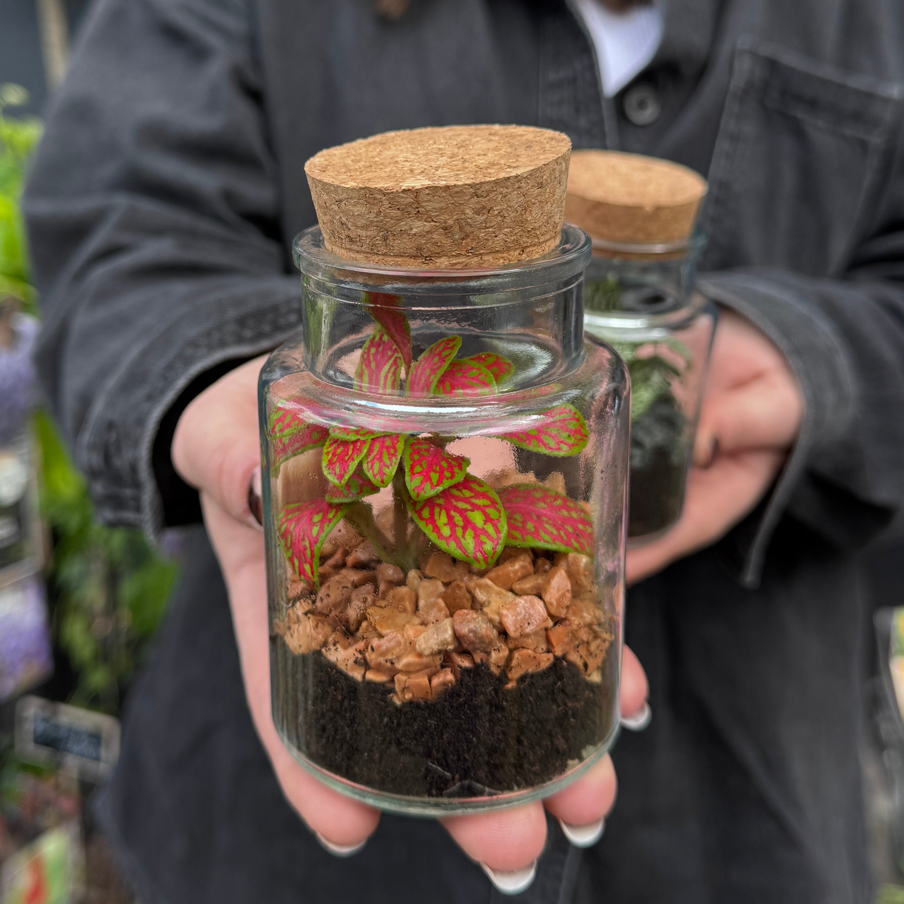 Petite Terrarium