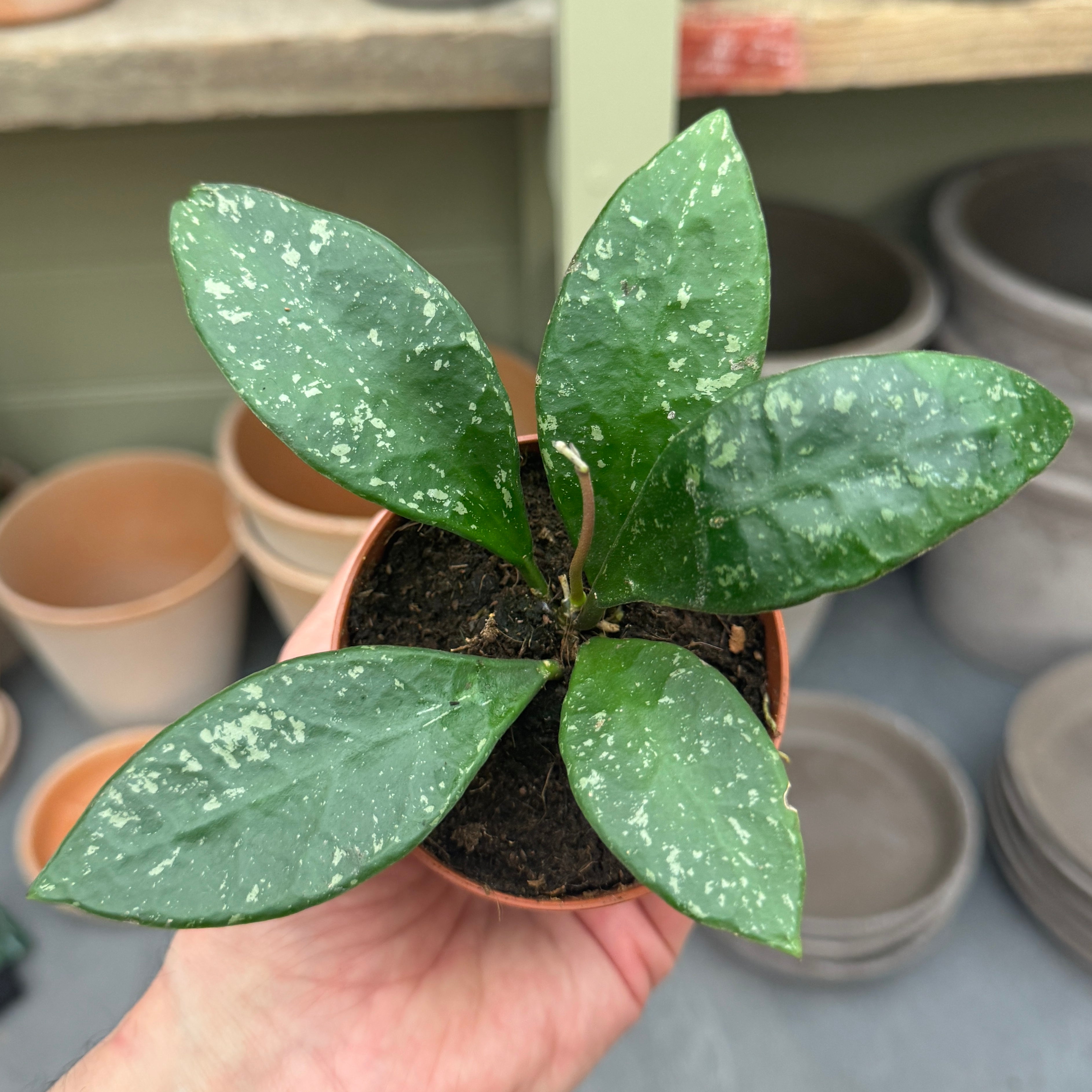 Hoya rundumensis 'Splash'