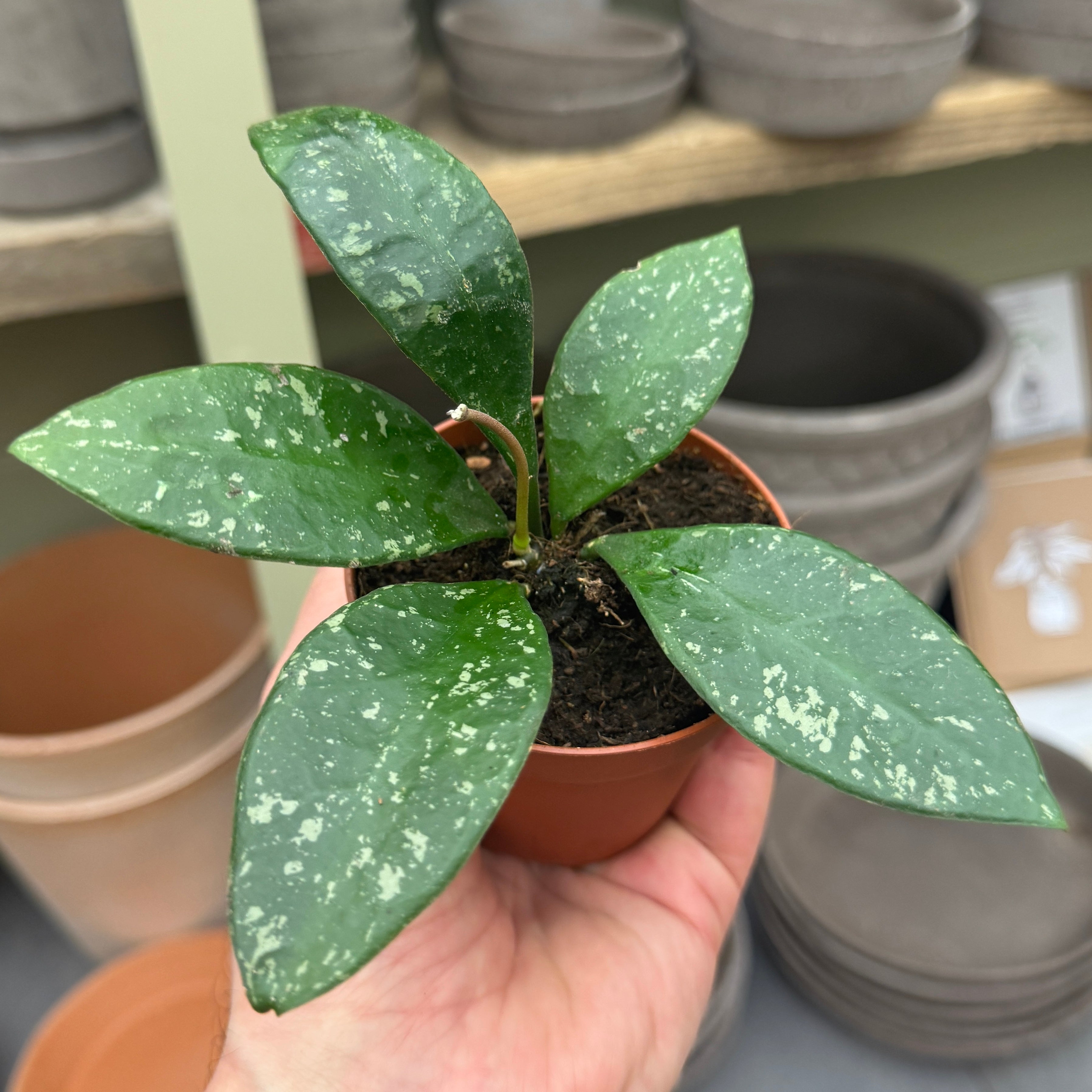 Hoya rundumensis 'Splash'