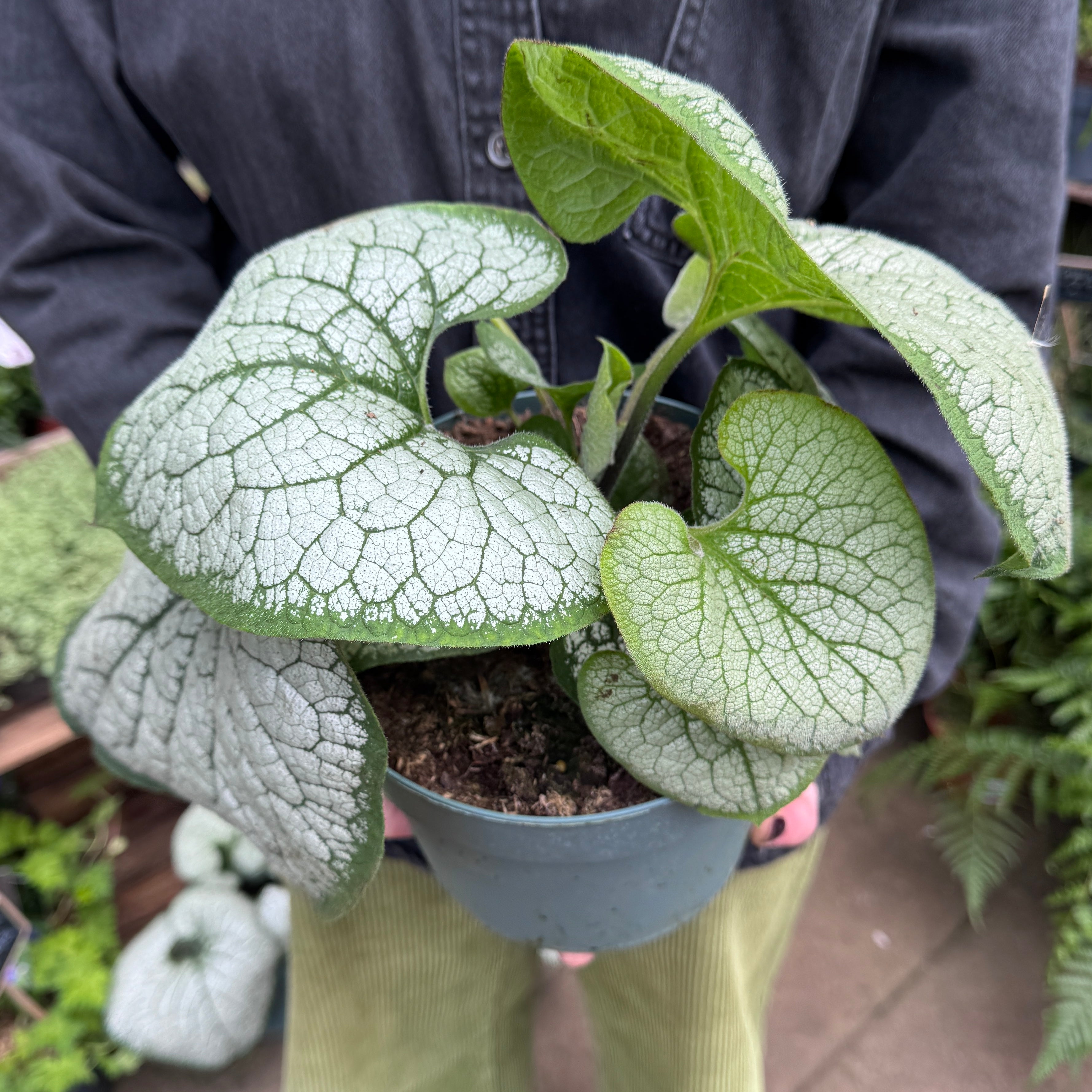 Brunnera 'Silver Heart'