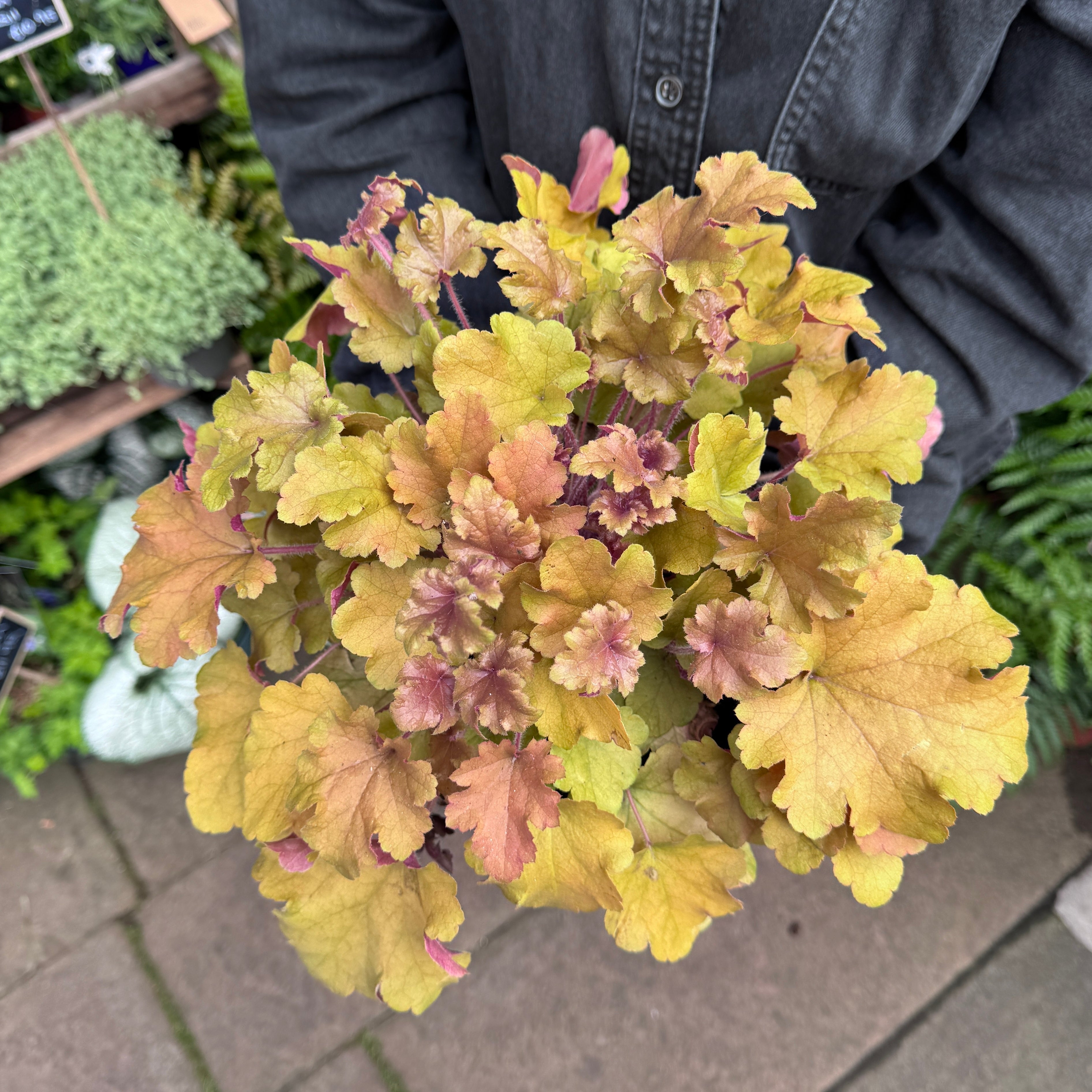 Heuchera 'Marmalade'