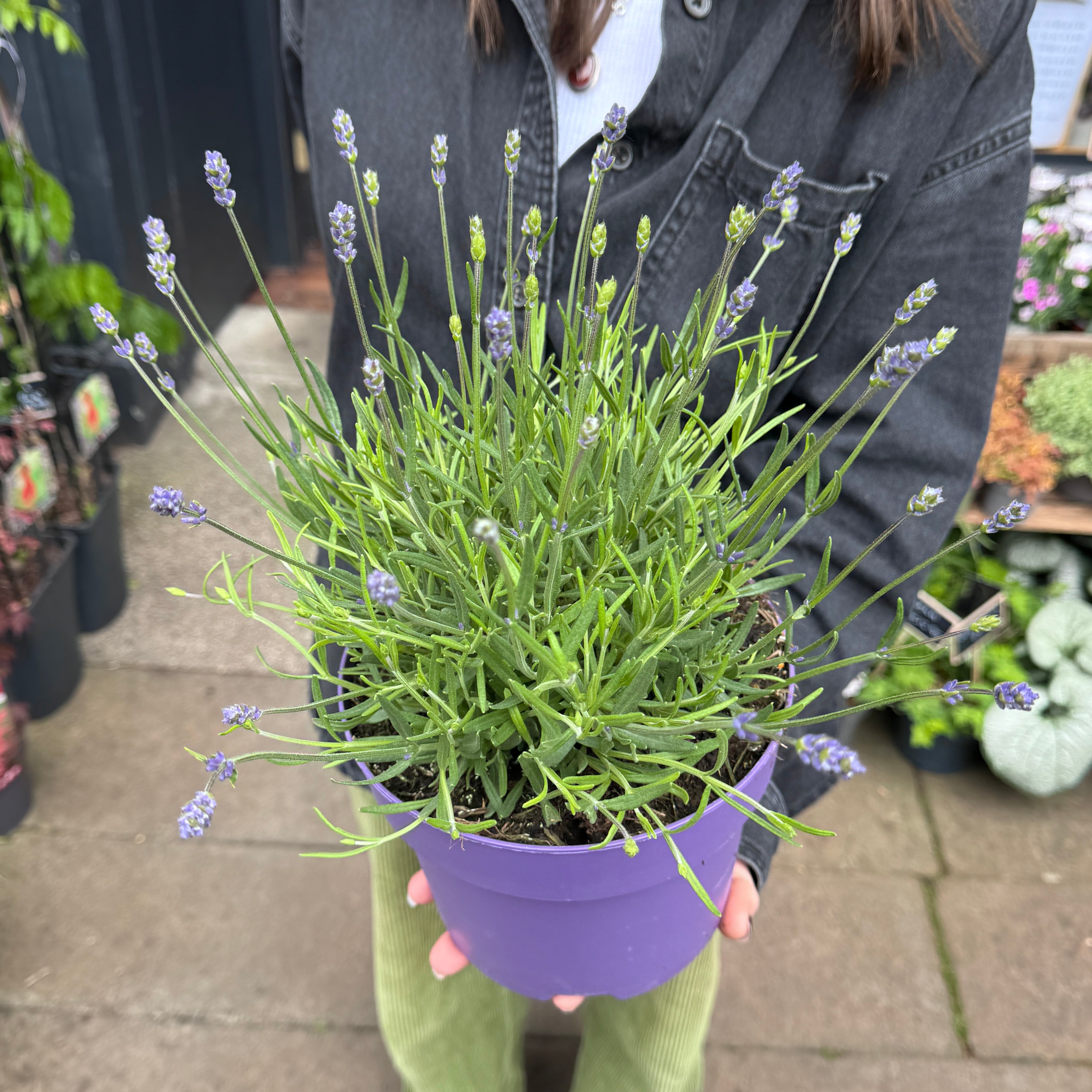 Lavandula angustifolia 'Hidcote'