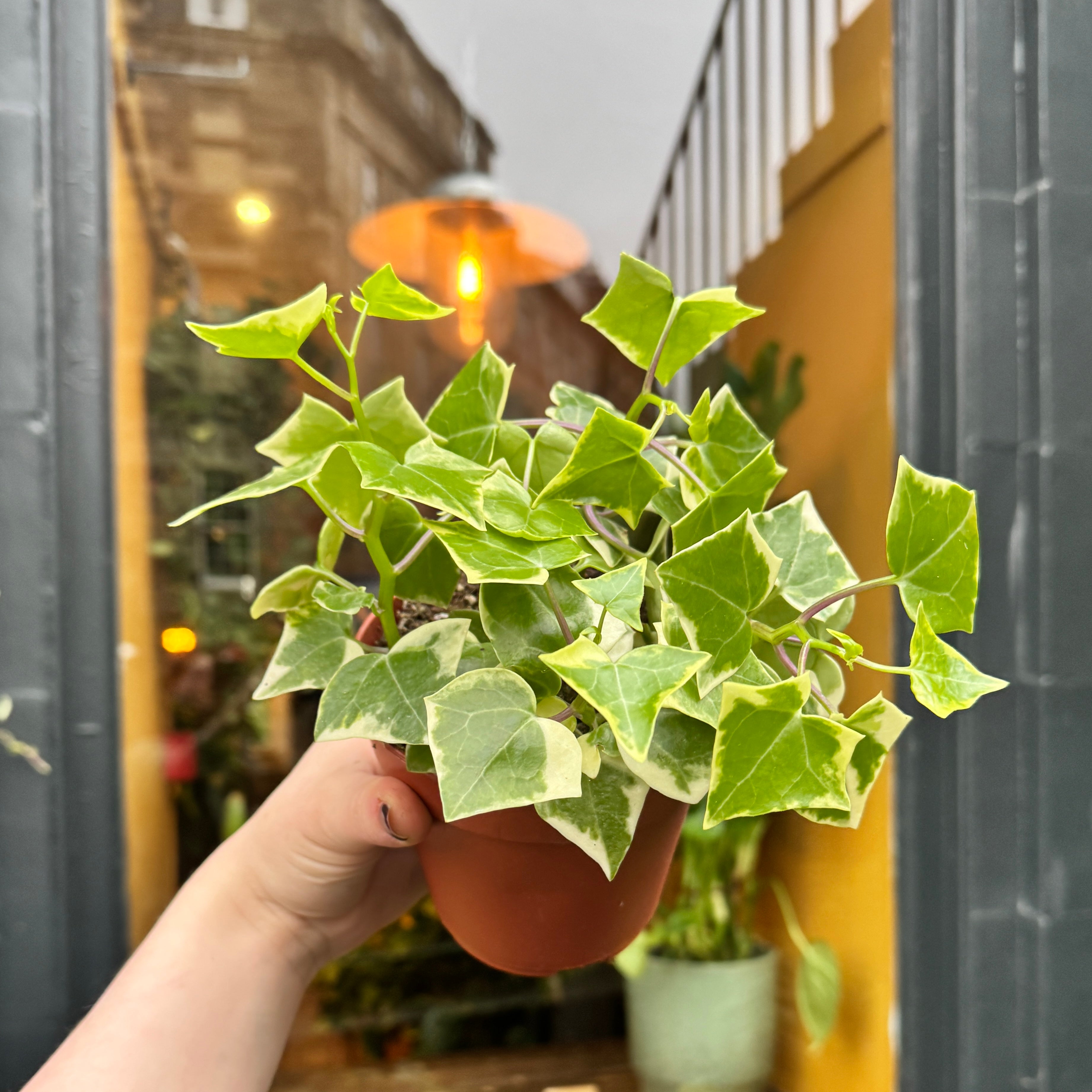 Senecio macroglossus 'Variegatus'