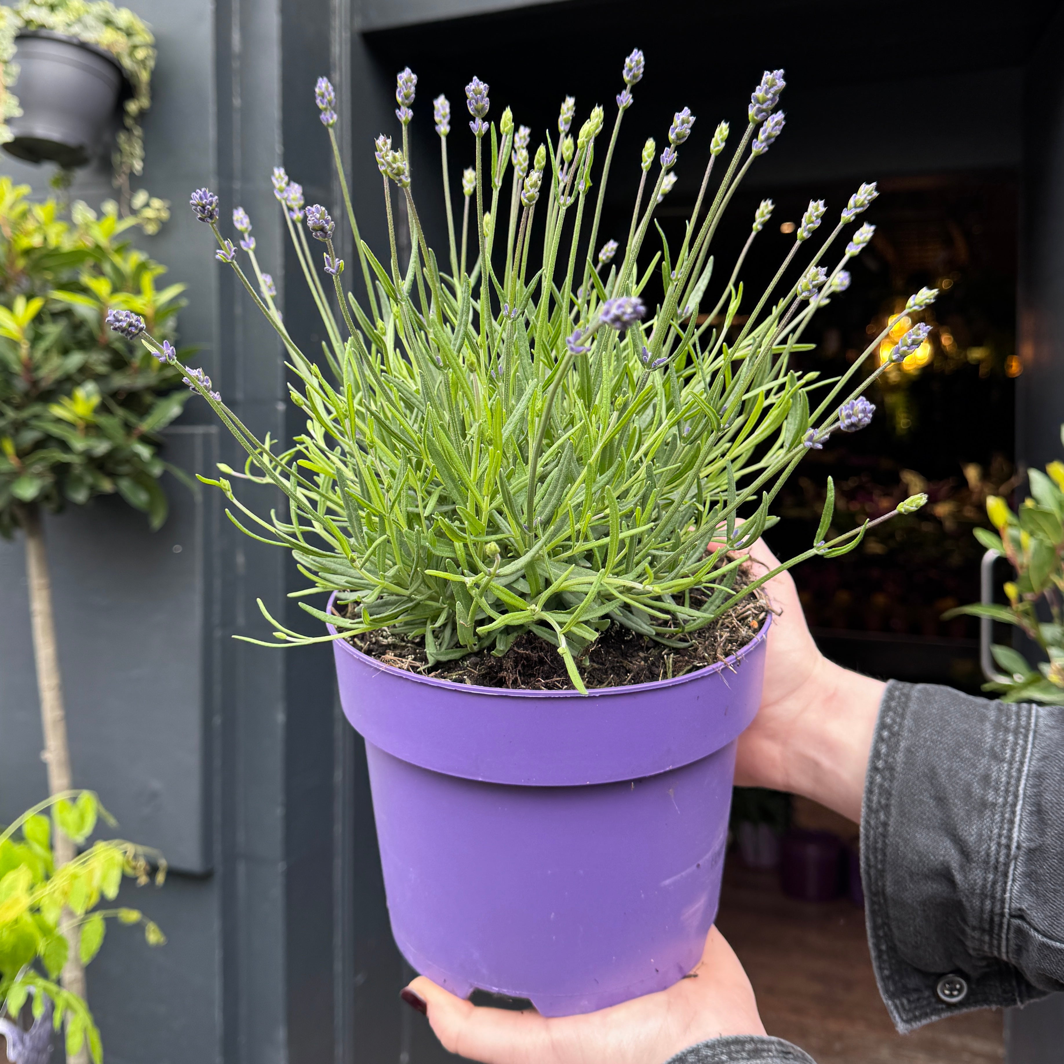 Lavandula angustifolia 'Hidcote'