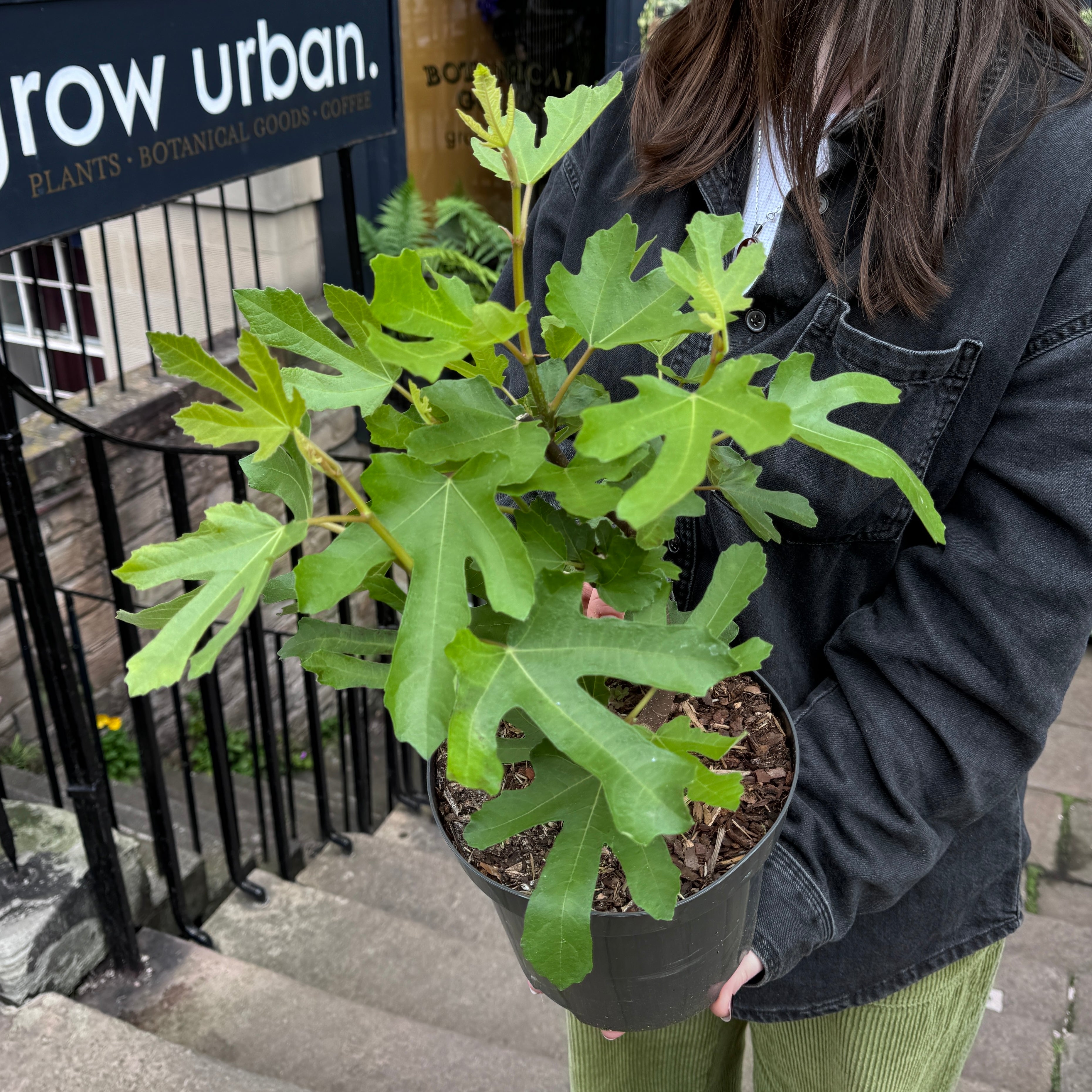Ficus carica ‘Little Miss Figgy’