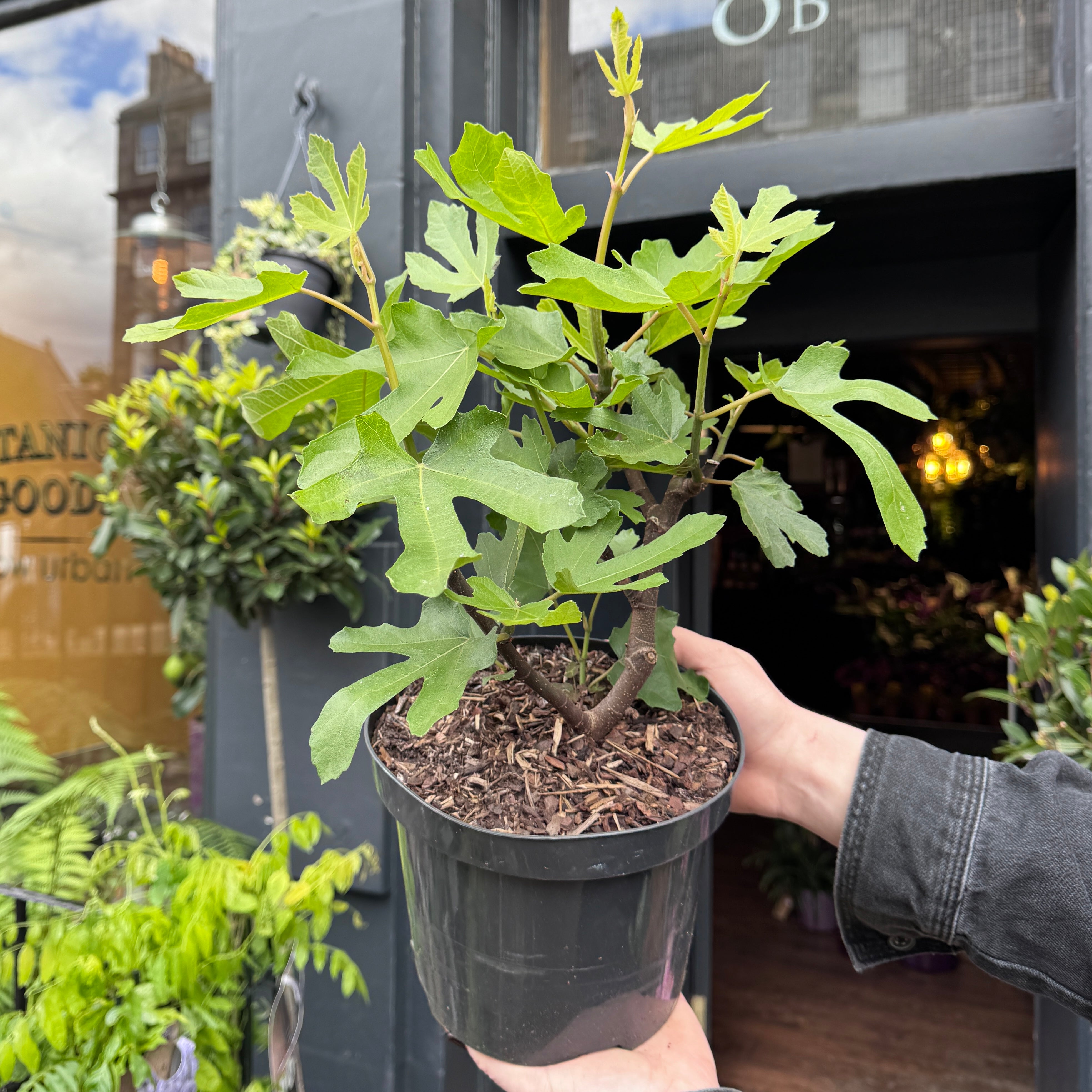 Ficus carica ‘Little Miss Figgy’