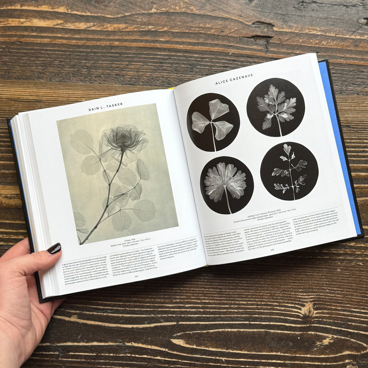 Plant: Exploring the Botanical World (Compact Edition)