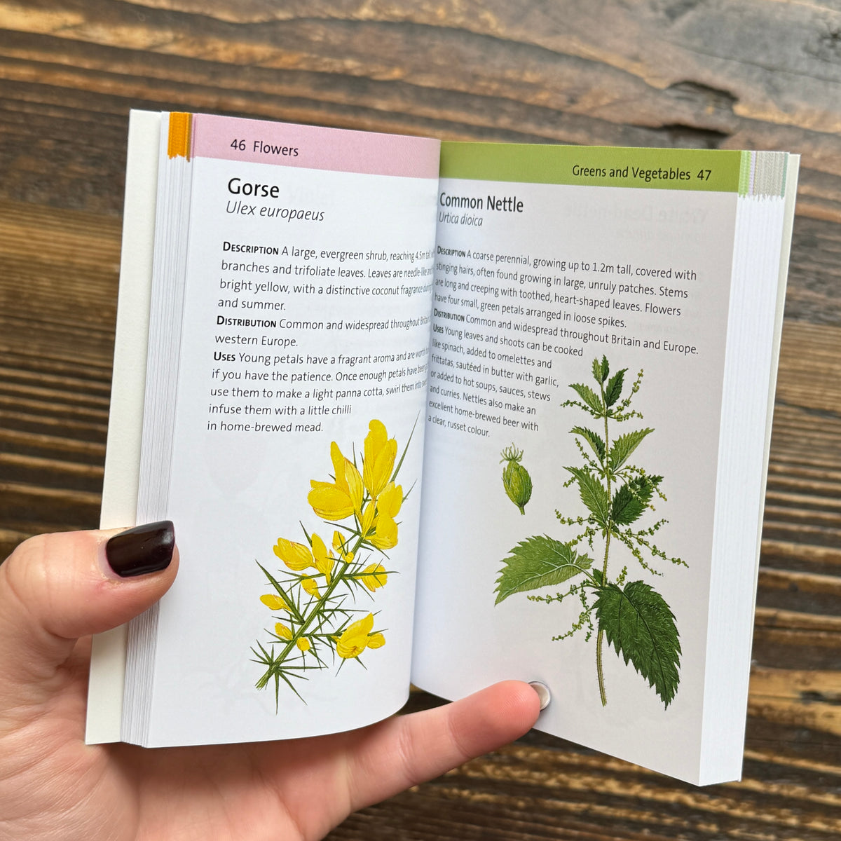 Concise Foraging Guide