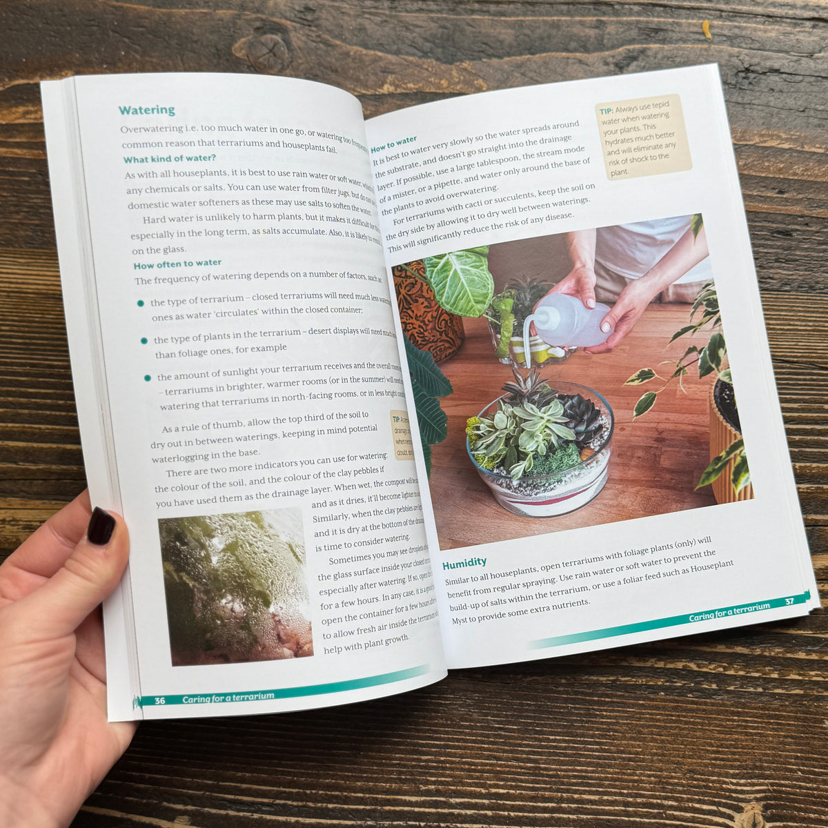 Terrariums: A Beginner's Guide