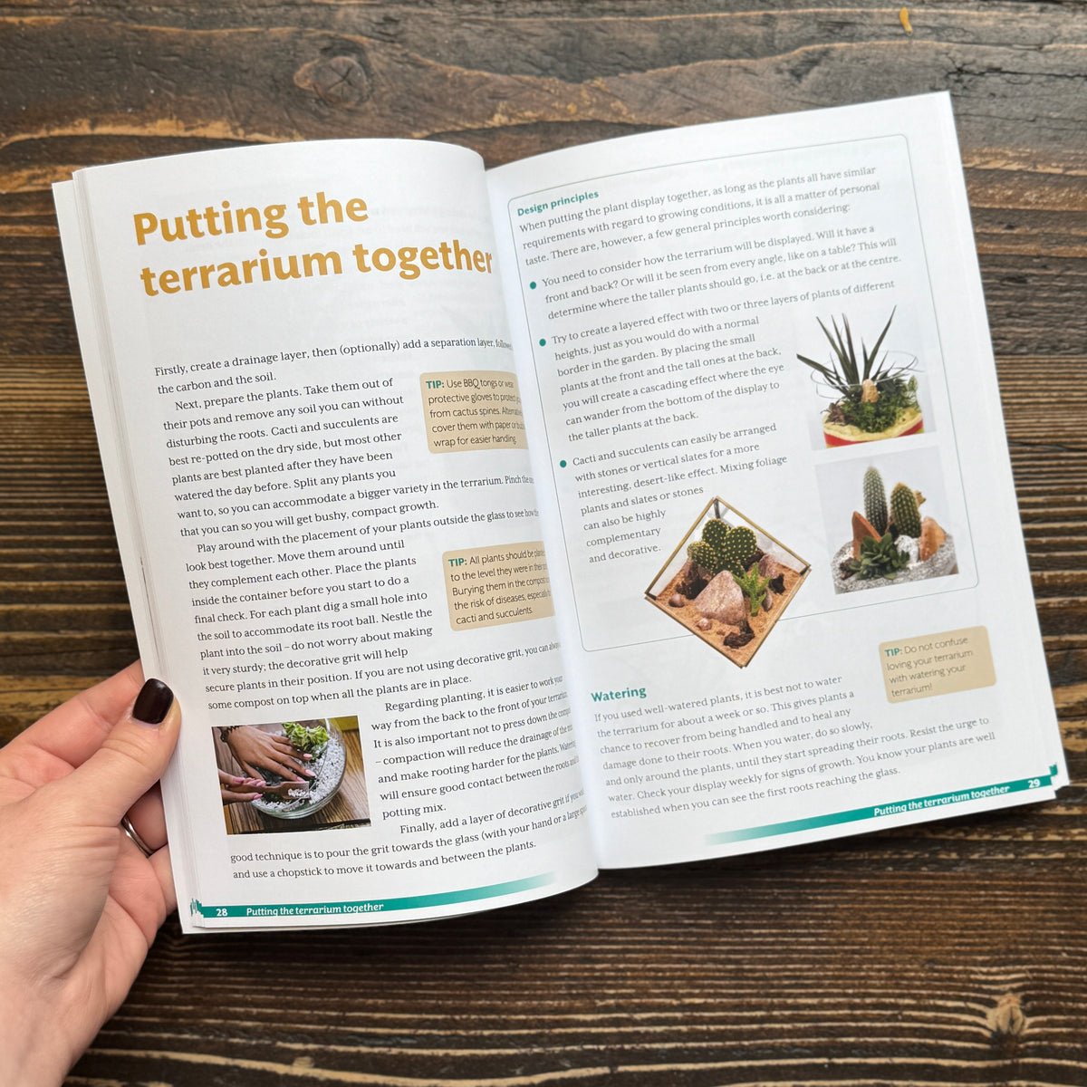 Terrariums: A Beginner's Guide
