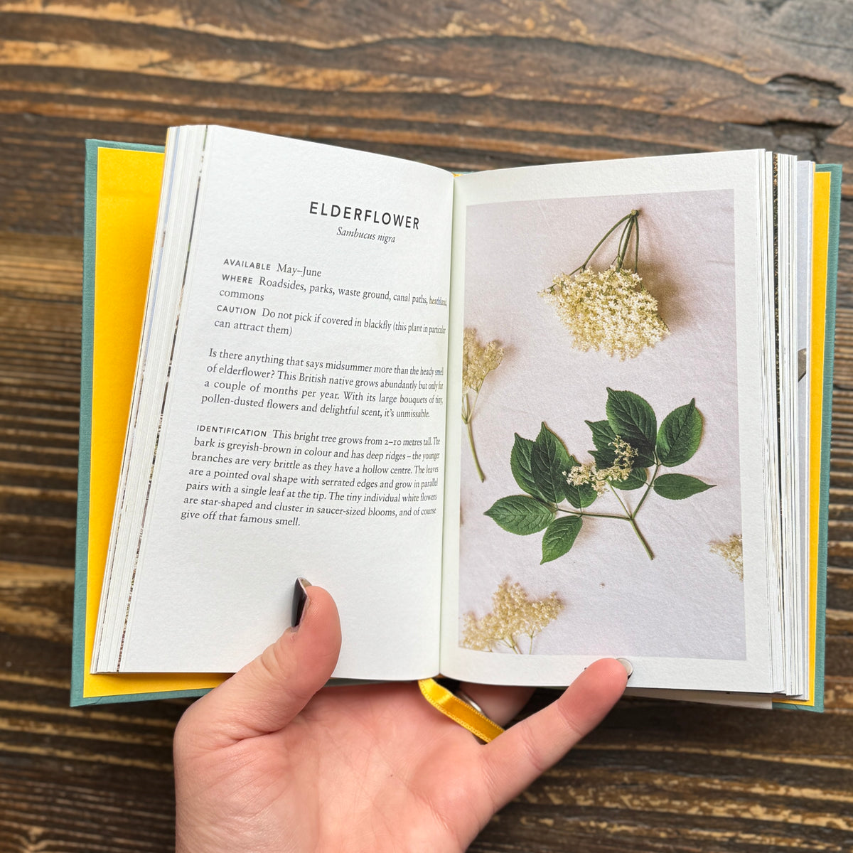 The Urban Forager