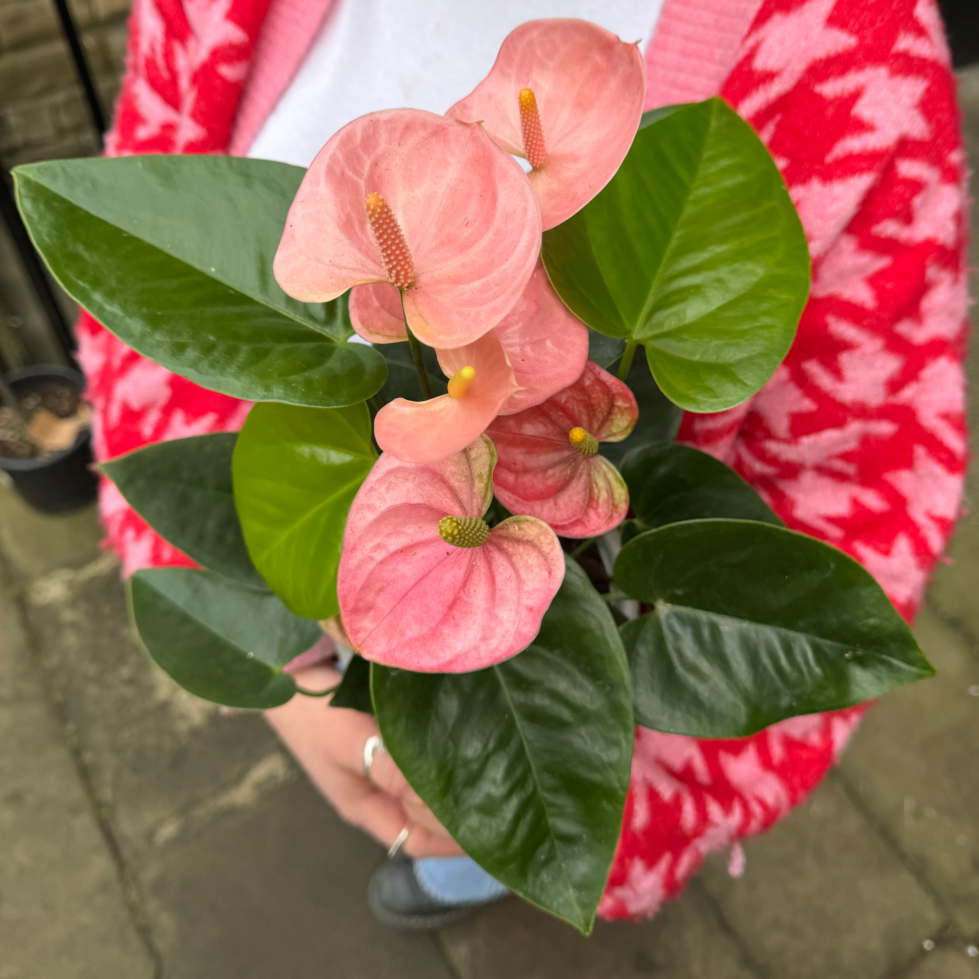 Anthurium ‘Royal Spirit Champion’