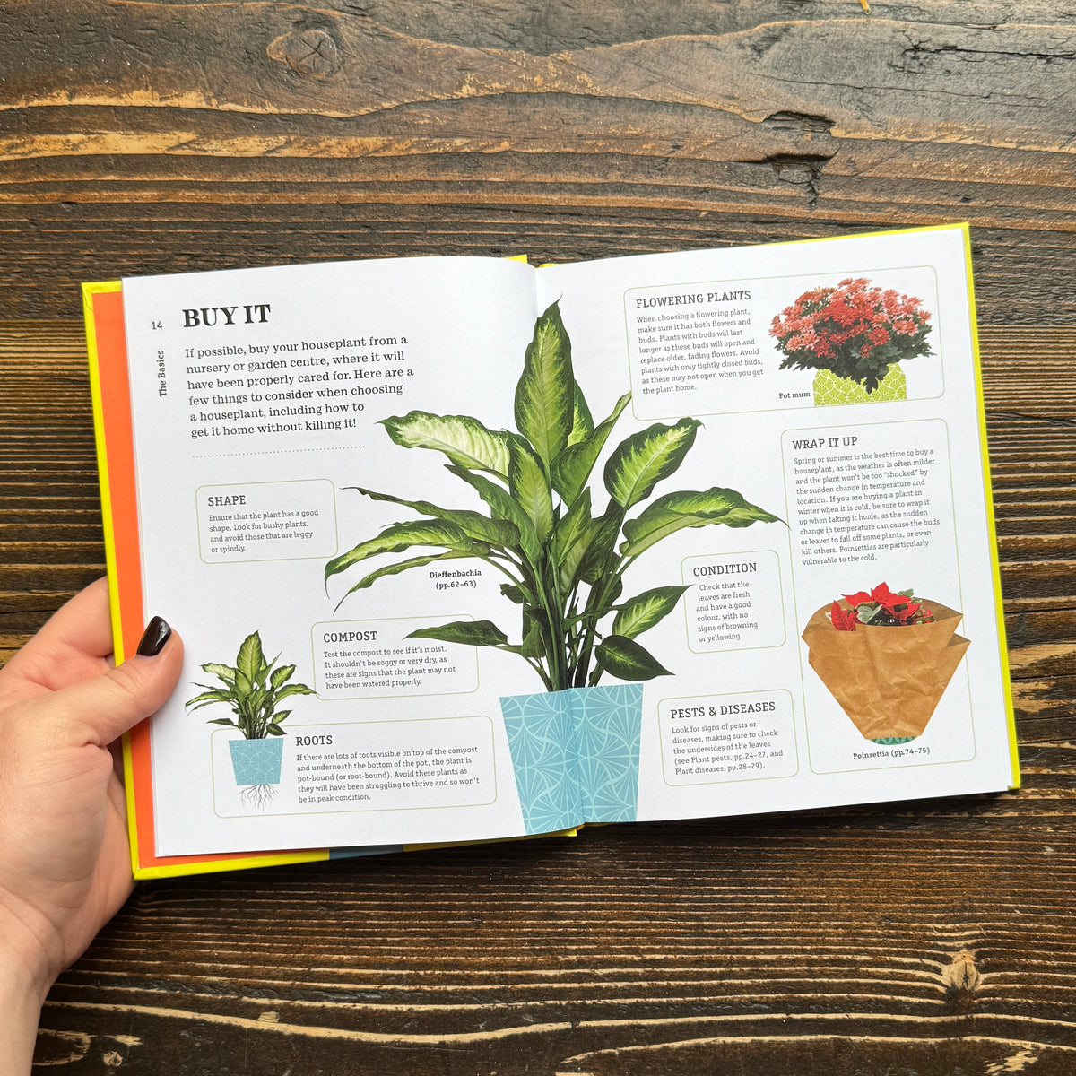 How Not to Kill Your Houseplant