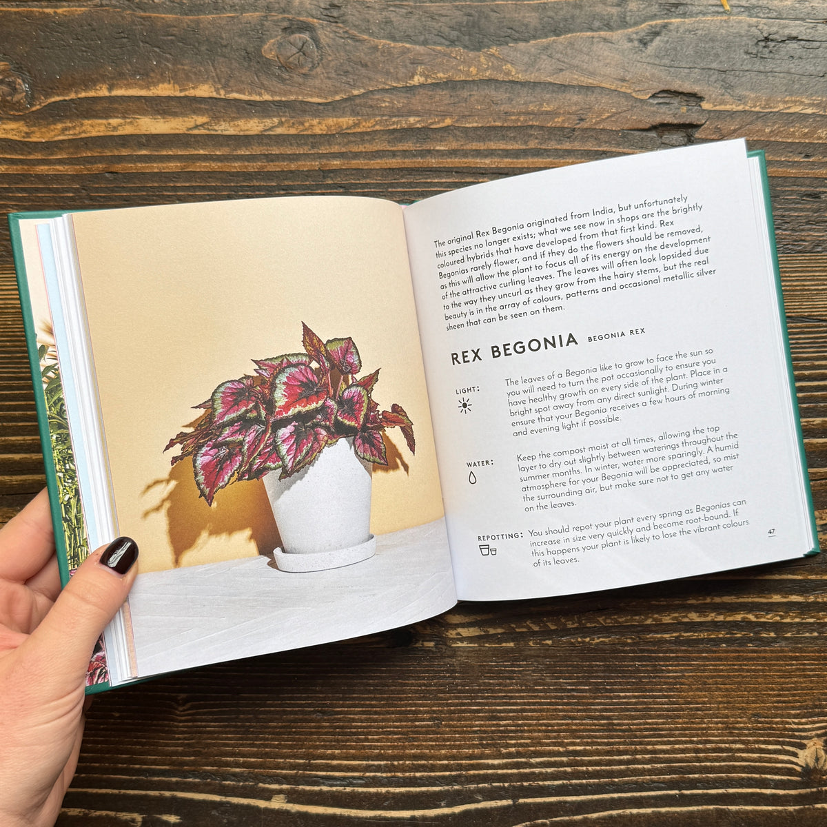 The Little Book of House Plants & Other Greenery