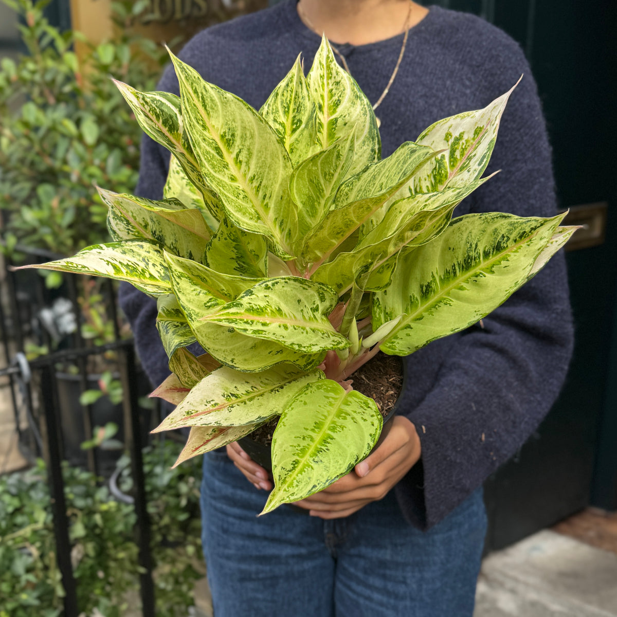 Aglaonema ‘Chartreuse Pretty’ Large