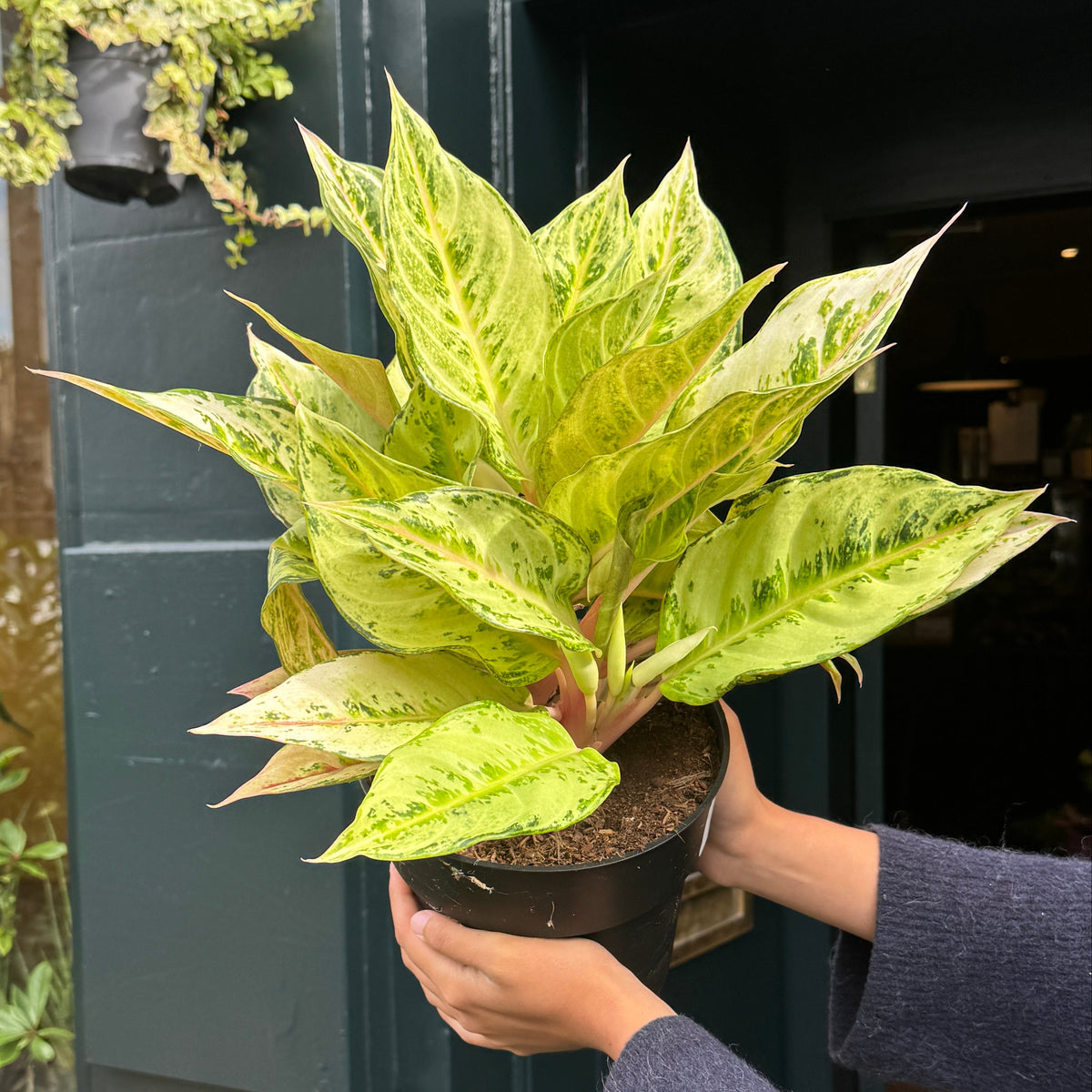Aglaonema ‘Chartreuse Pretty’ Large