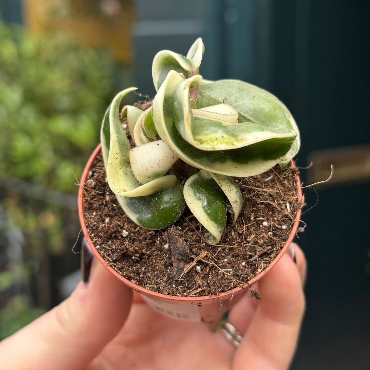 Hoya carnosa ‘Compacta’ Variegata