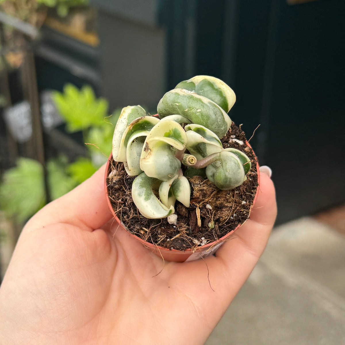 Hoya carnosa ‘Compacta’ Variegata