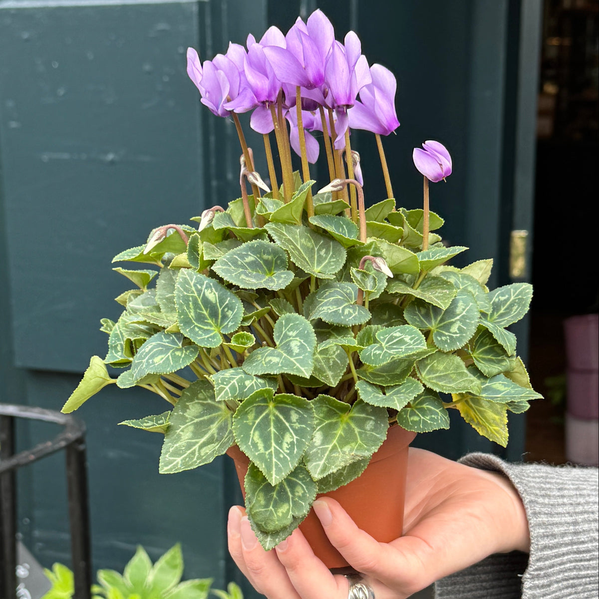 A potted cyclamen plant with purple flowers and marbled green leaves, held in a person's hand in front of a dark green door.
