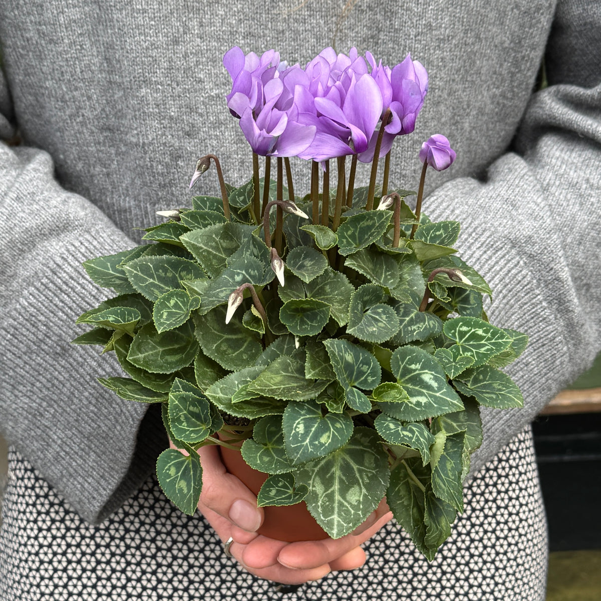 Cyclamen ‘Dragon Deep Blue’