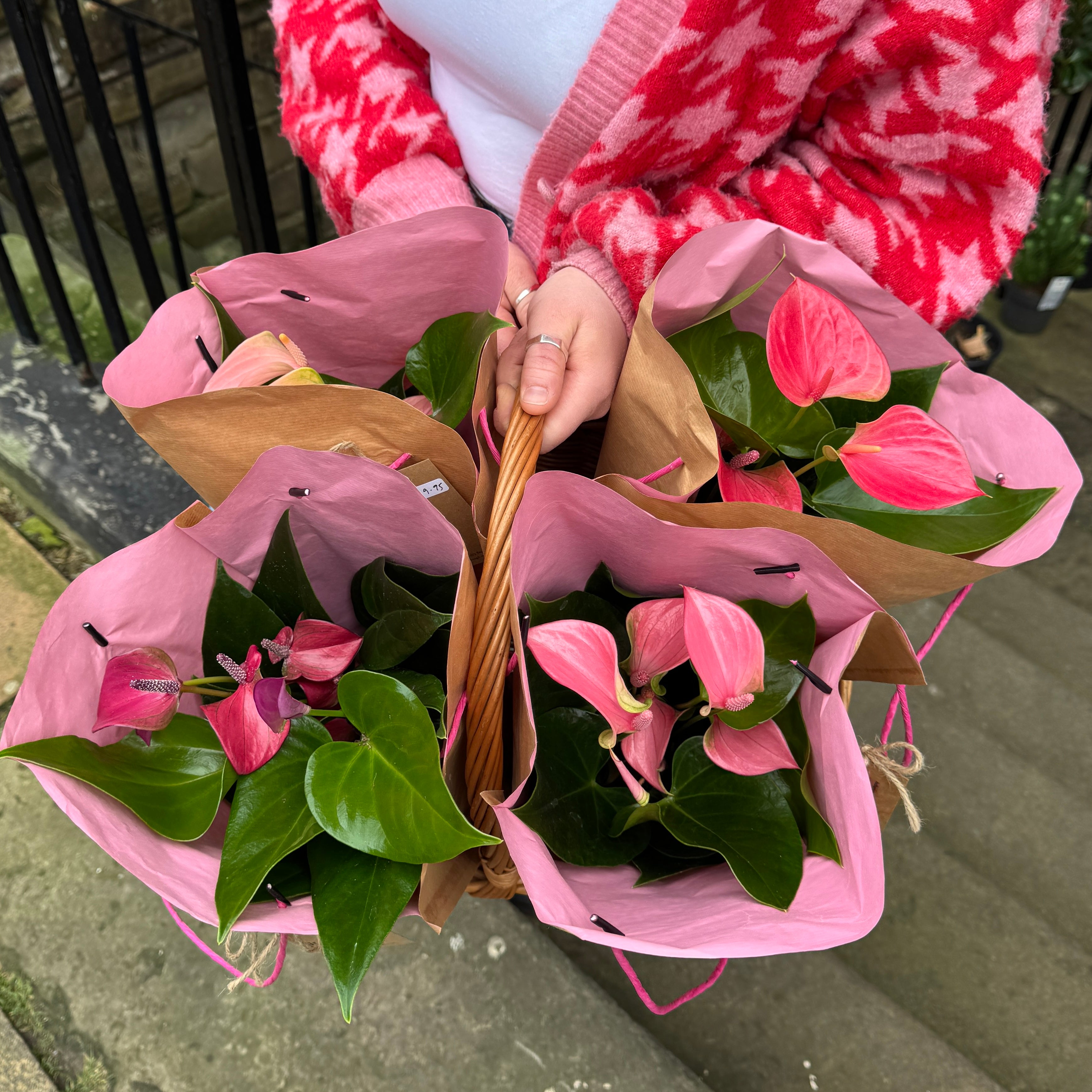 Anthurium with Gift Bag