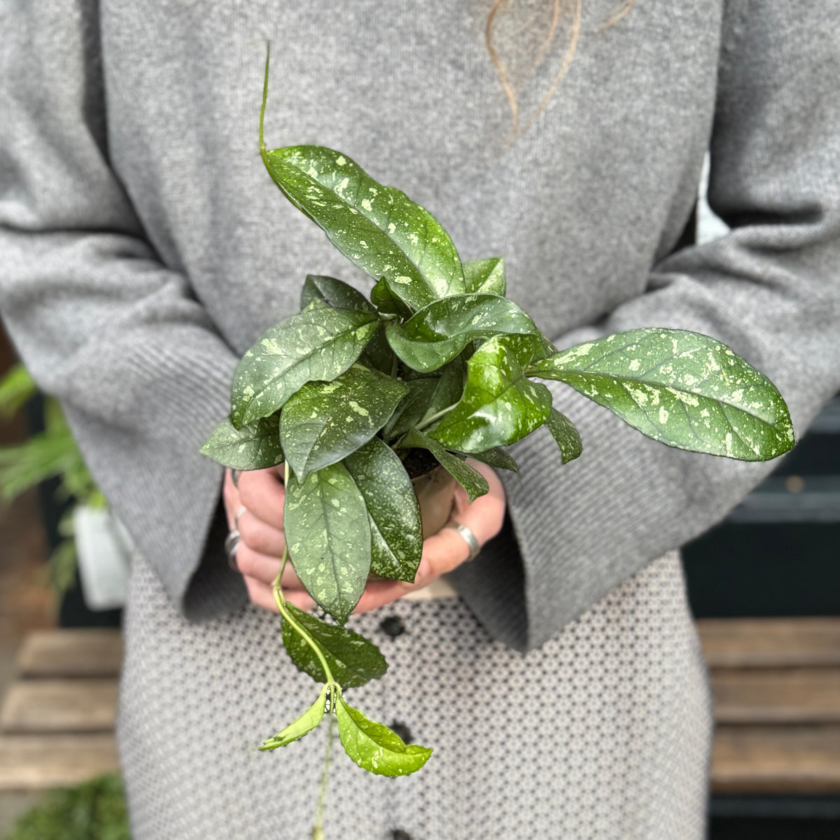 Hoya crassipetiolata ‘Splash’