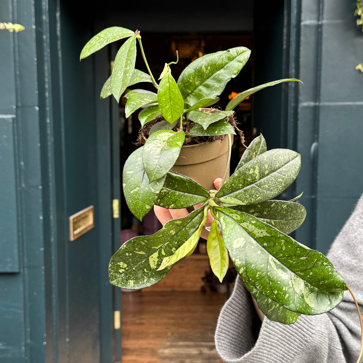 Hoya crassipetiolata ‘Splash’
