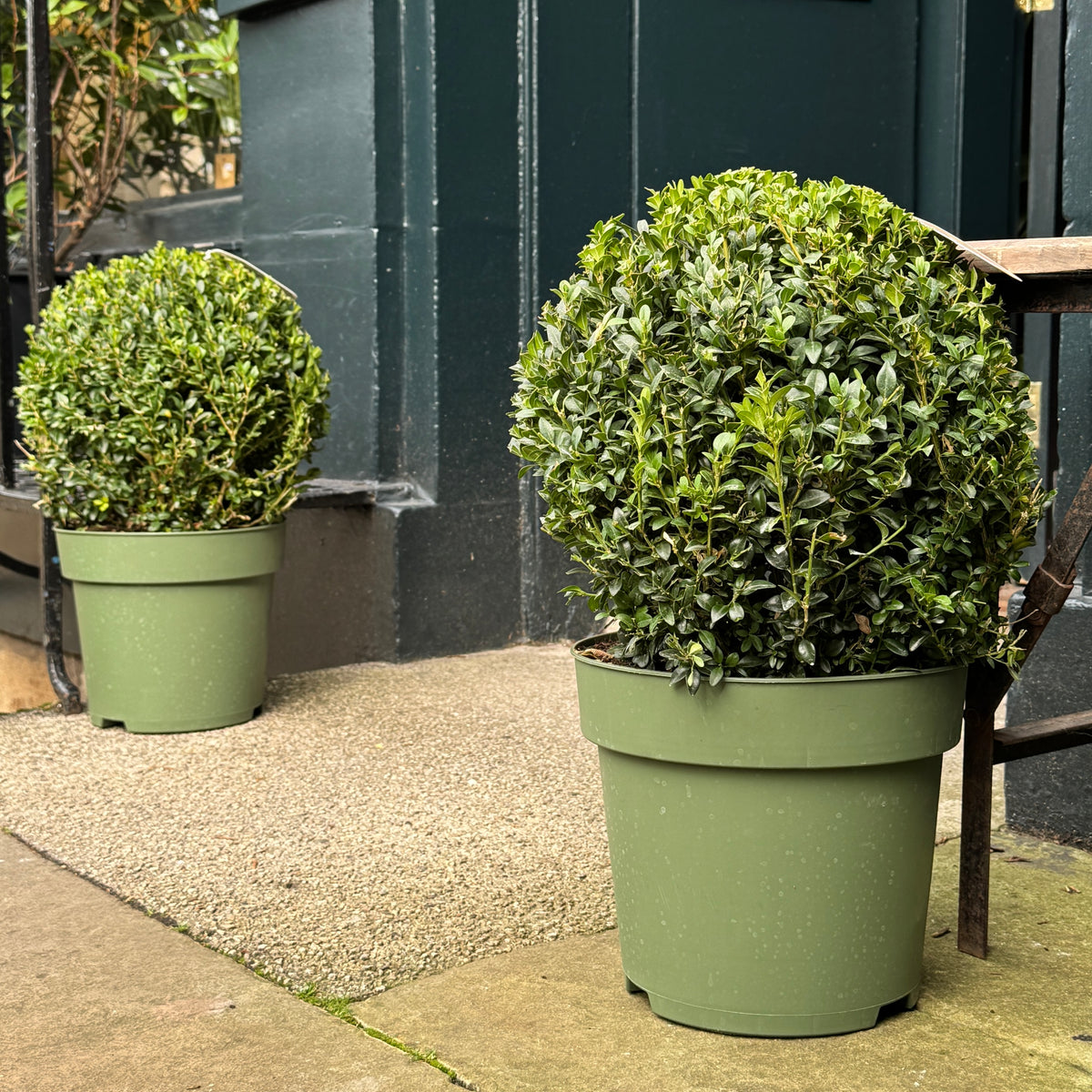 Large Buxus sempervirens Topiary Ball | 35cm