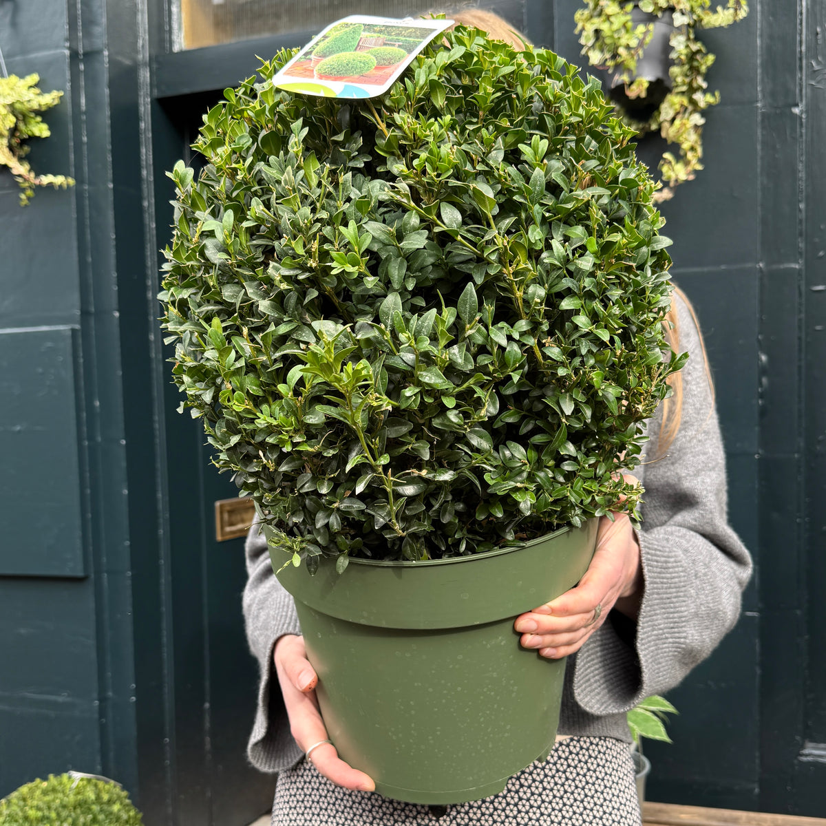 Large Buxus sempervirens Topiary Ball | 35cm
