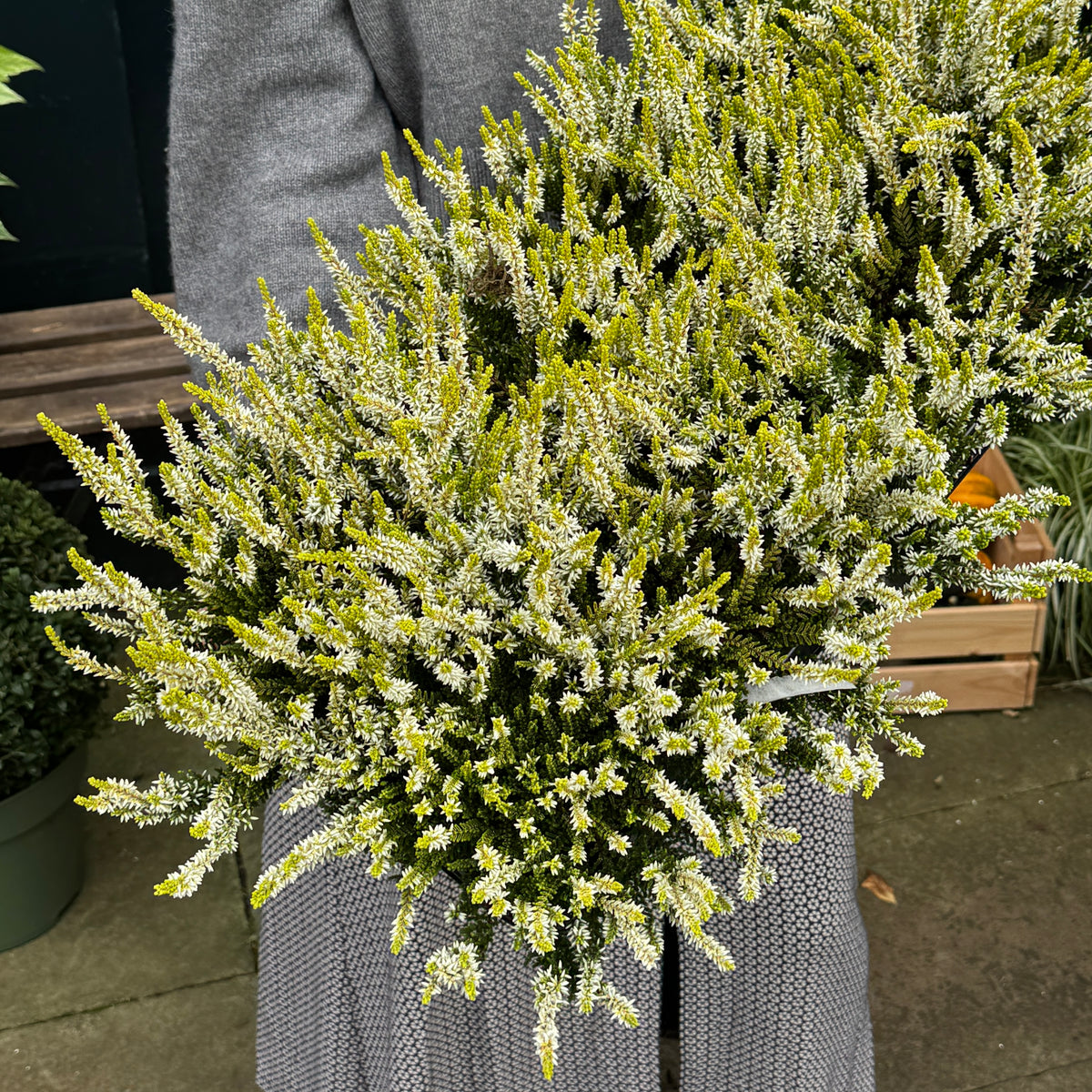 Calluna vulgaris ‘Agneta’