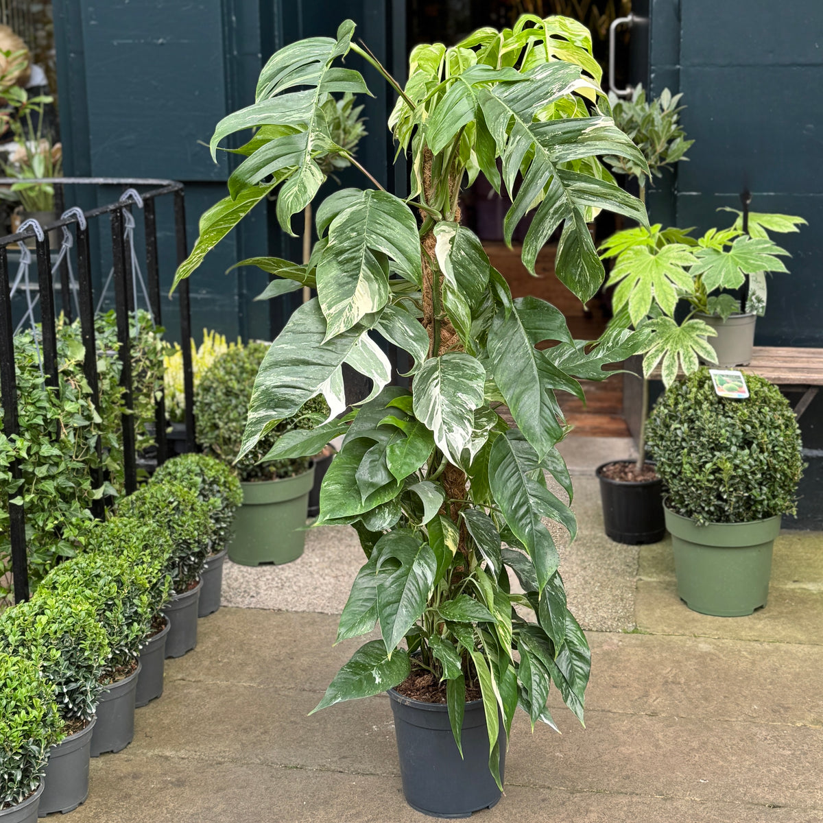 Epipremnum pinnatum Variegata on Coir Pole