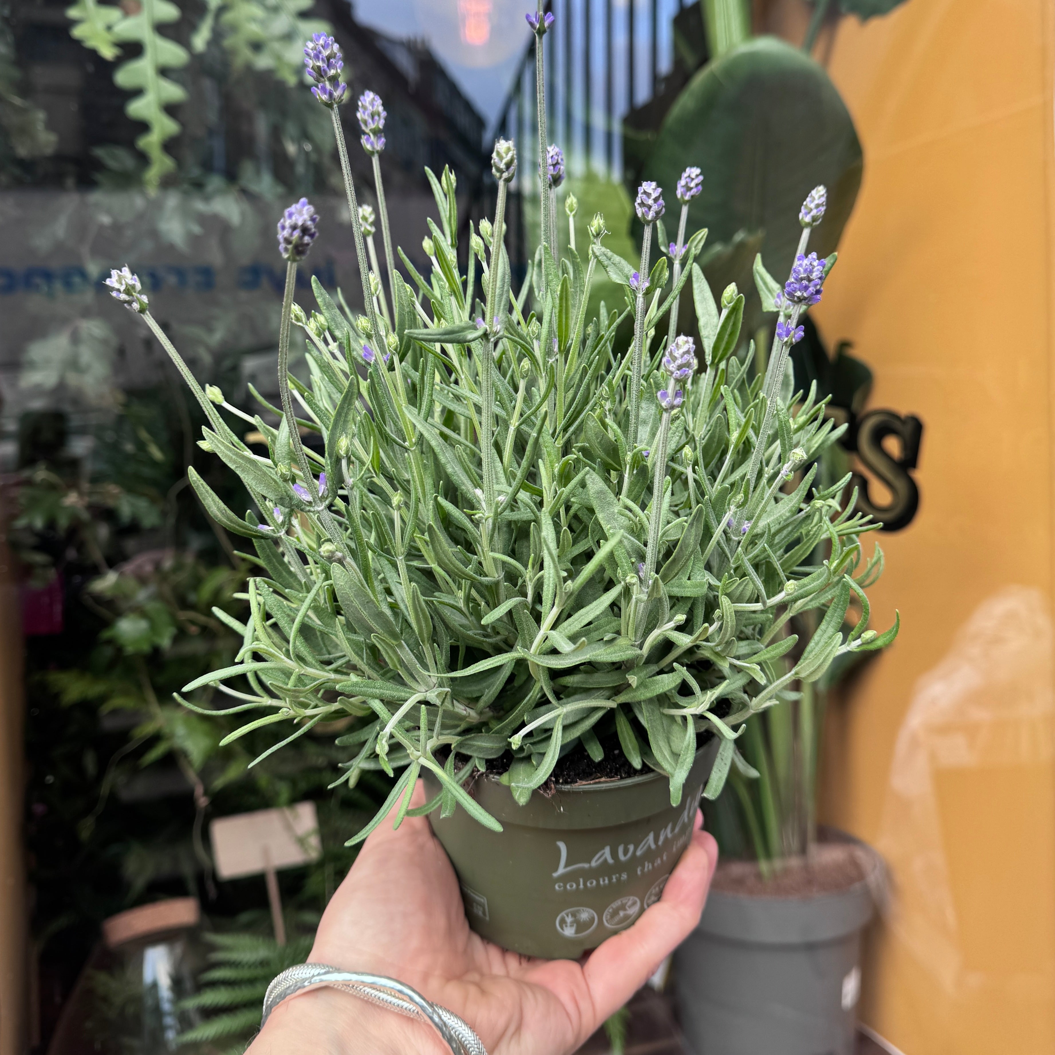 Lavandula angustifolia ‘Cleo Patio’