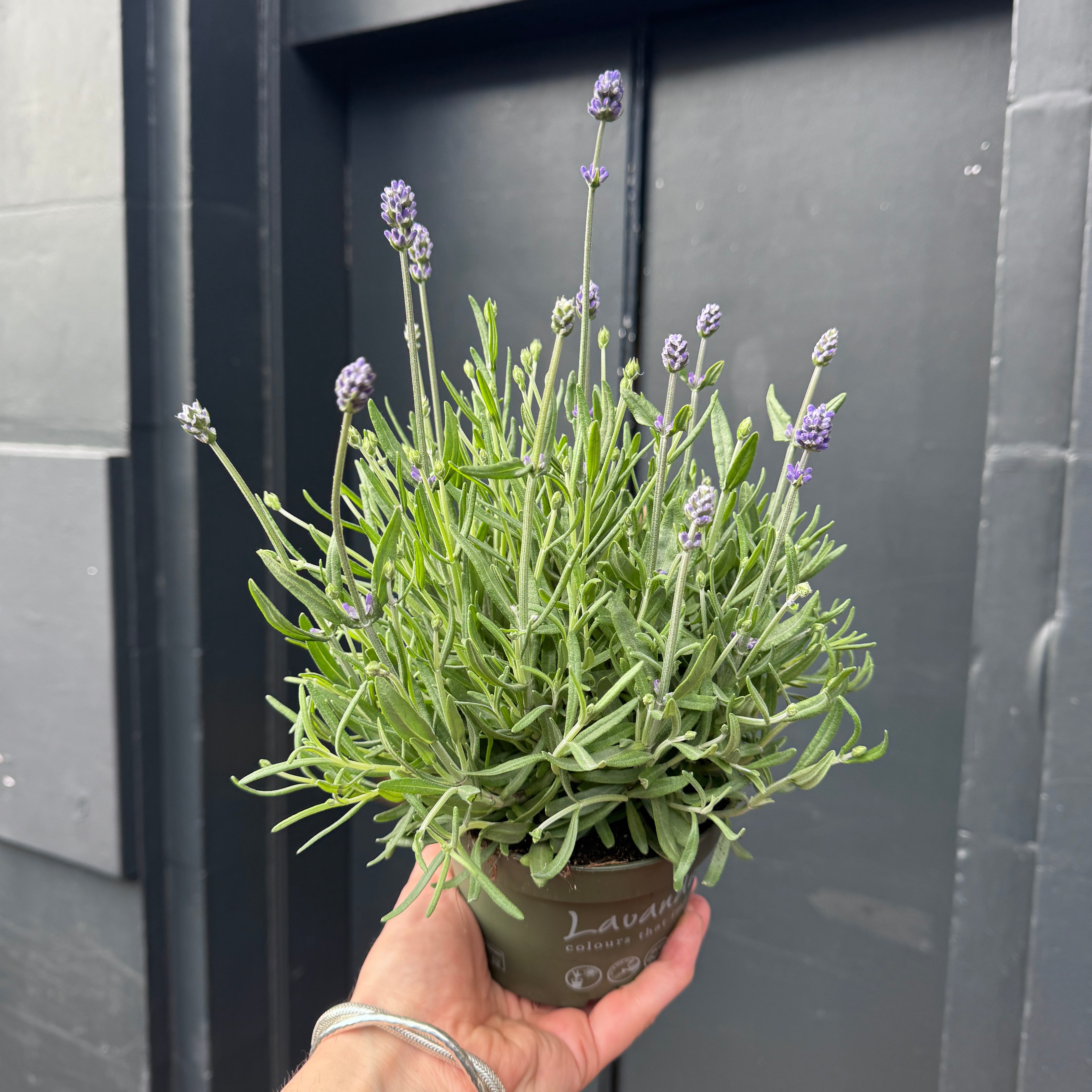 Lavandula angustifolia ‘Cleo Patio’