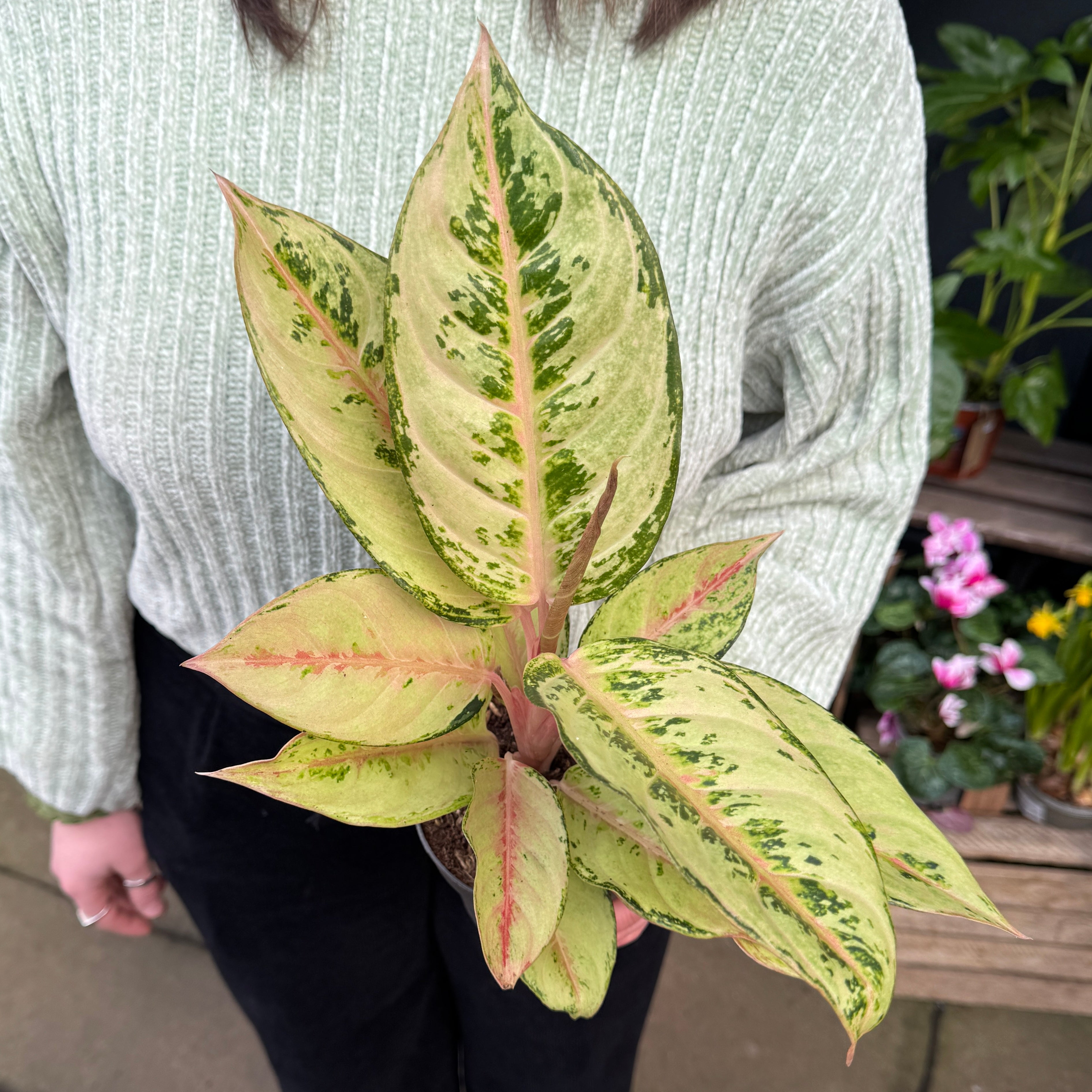 Aglaonema 'Chartreuse Pretty'