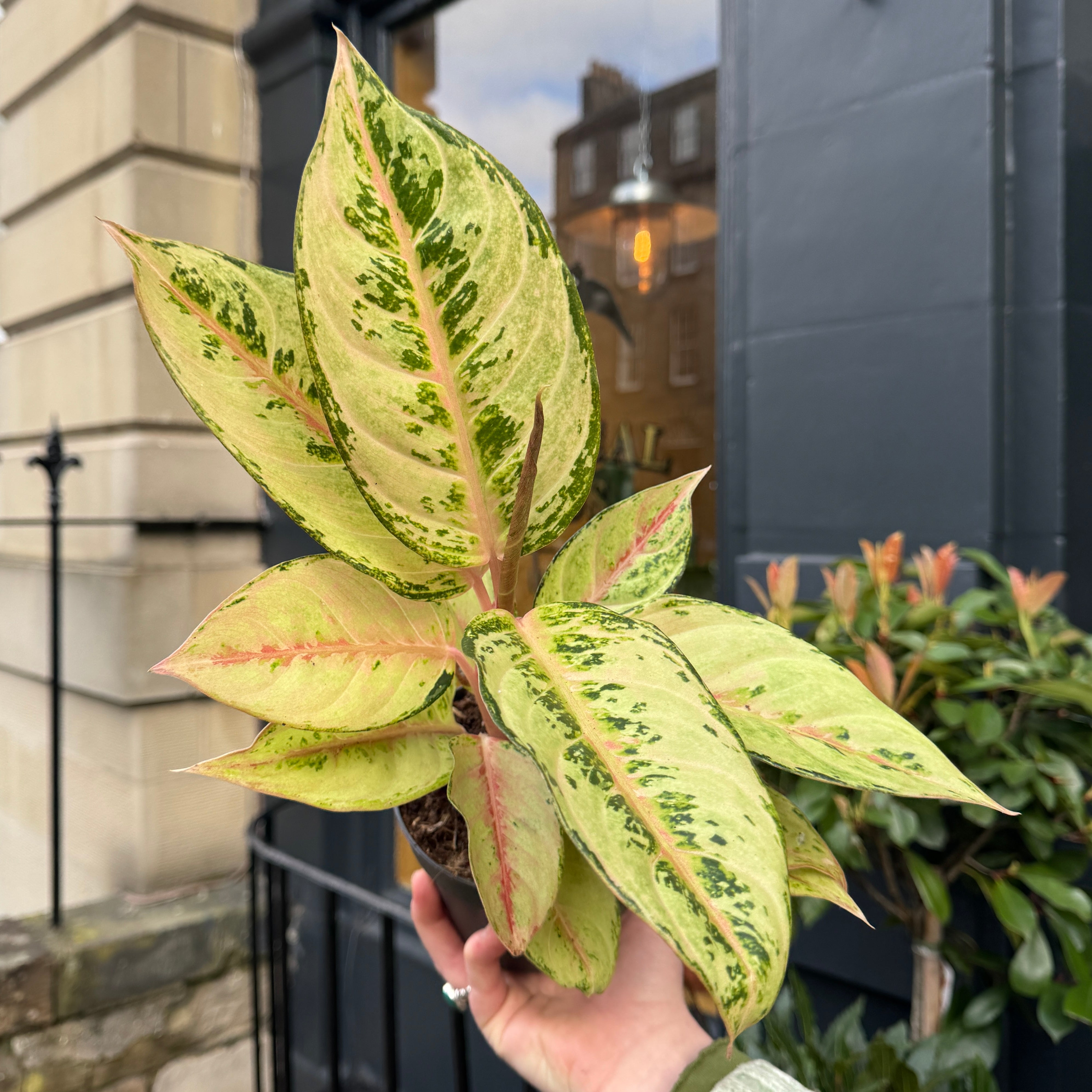 Aglaonema 'Chartreuse Pretty'