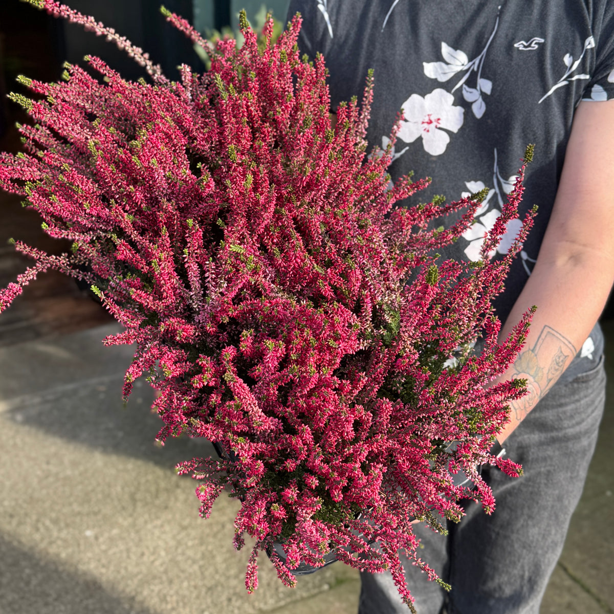 Calluna vulgaris Garden Girls® ‘Athene’