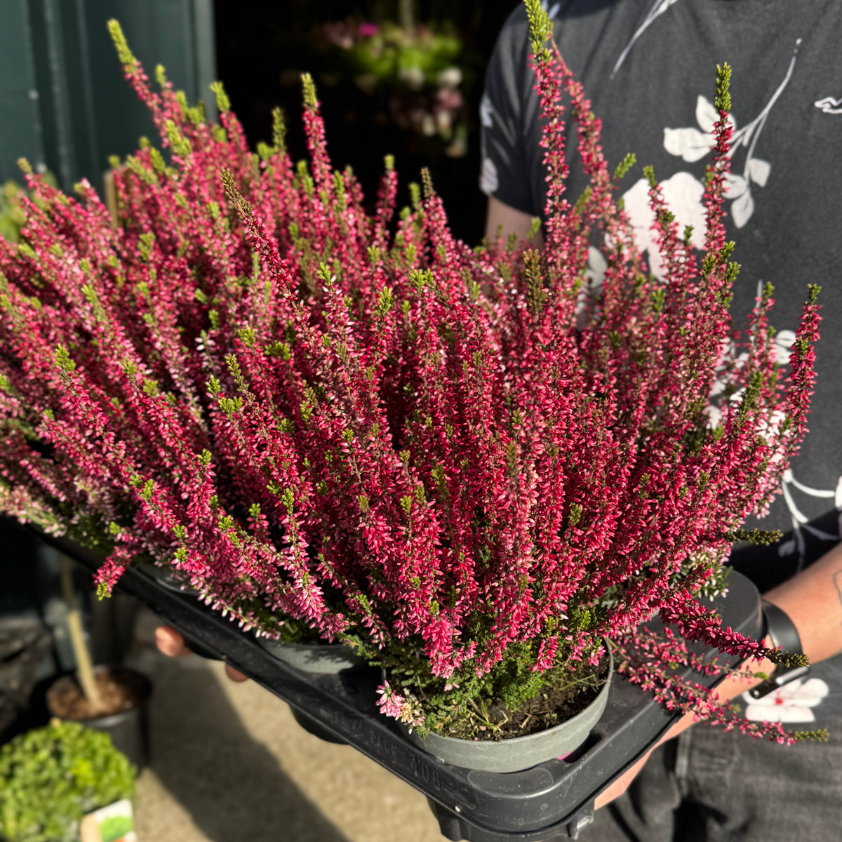 Calluna vulgaris Garden Girls® ‘Athene’