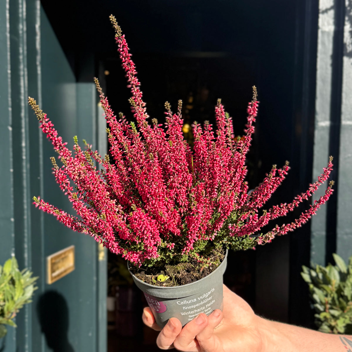 Calluna vulgaris Garden Girls® ‘Athene’