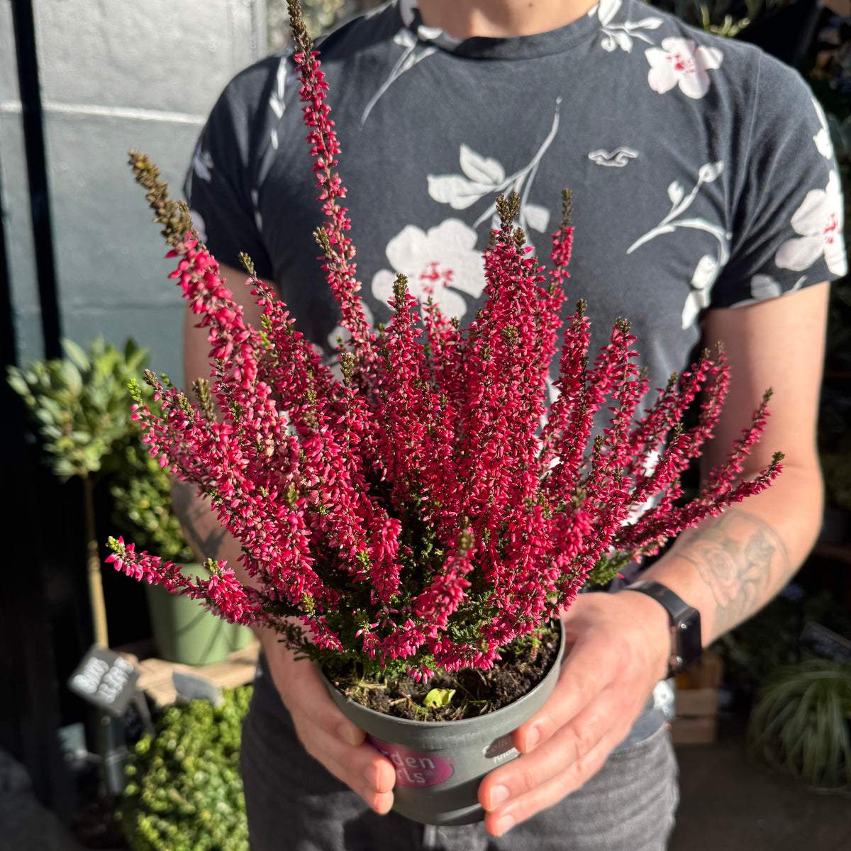 Calluna vulgaris Garden Girls® ‘Athene’