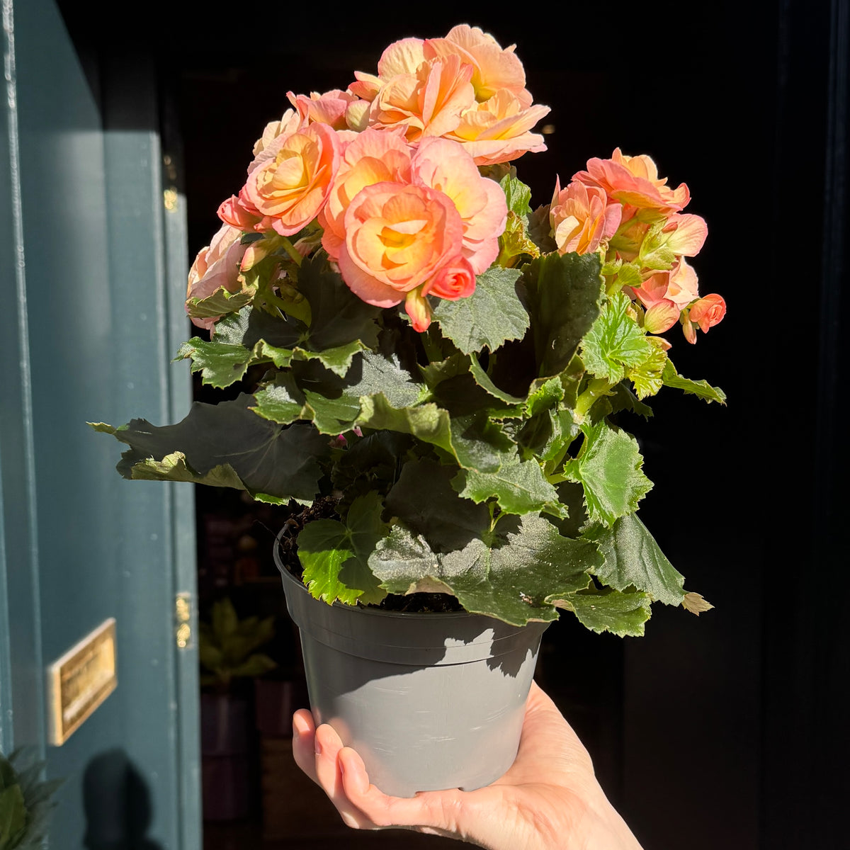 Begonia ‘Hailey Sunset’