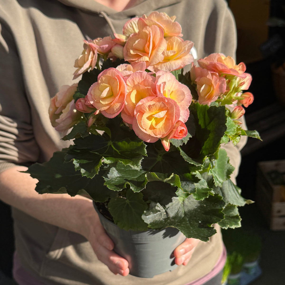 Begonia ‘Hailey Sunset’