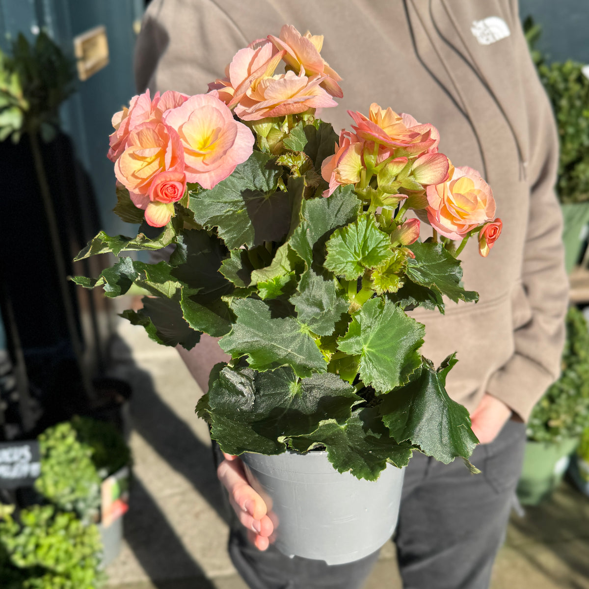Begonia ‘Hailey Sunset’