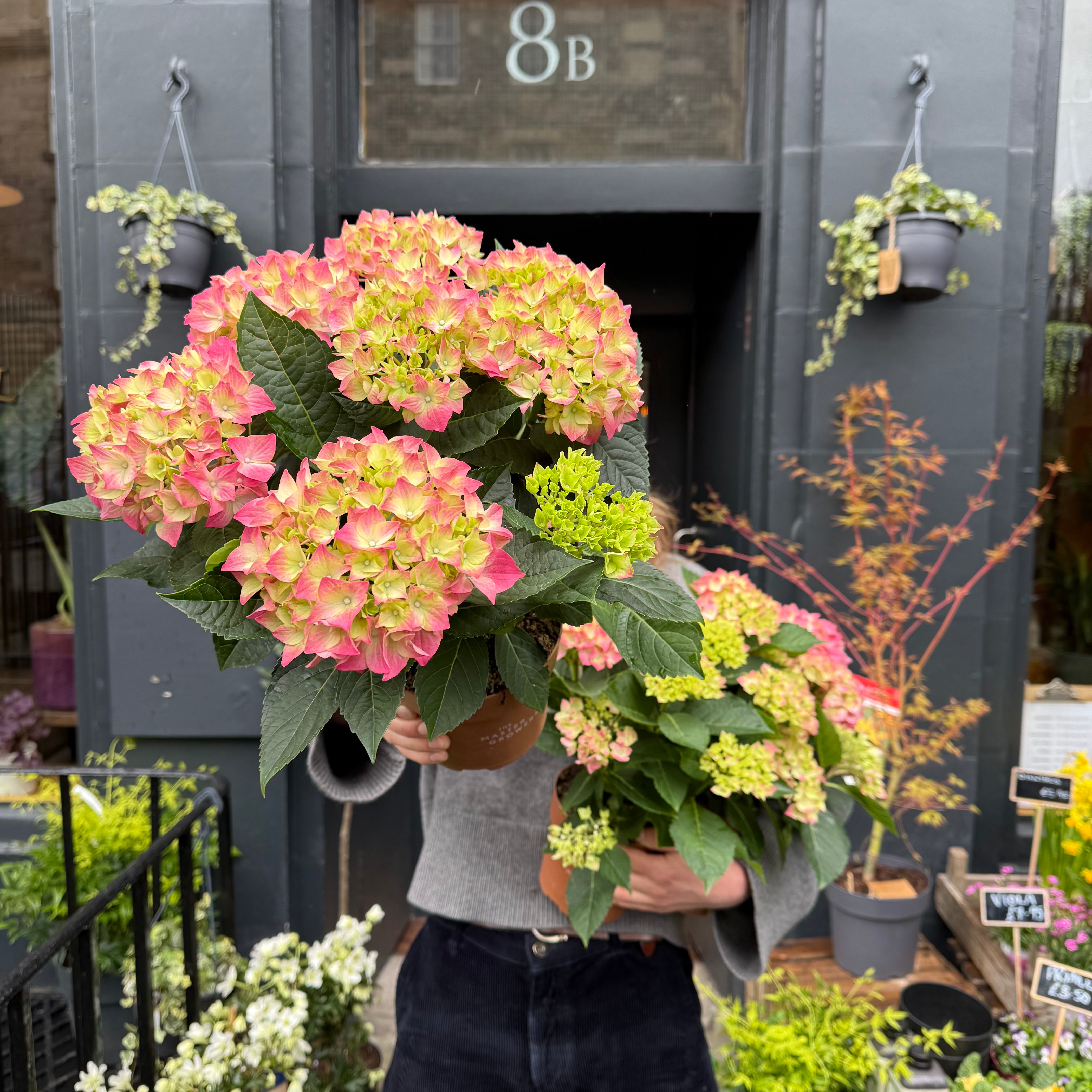 Hydrangea 'Pink'