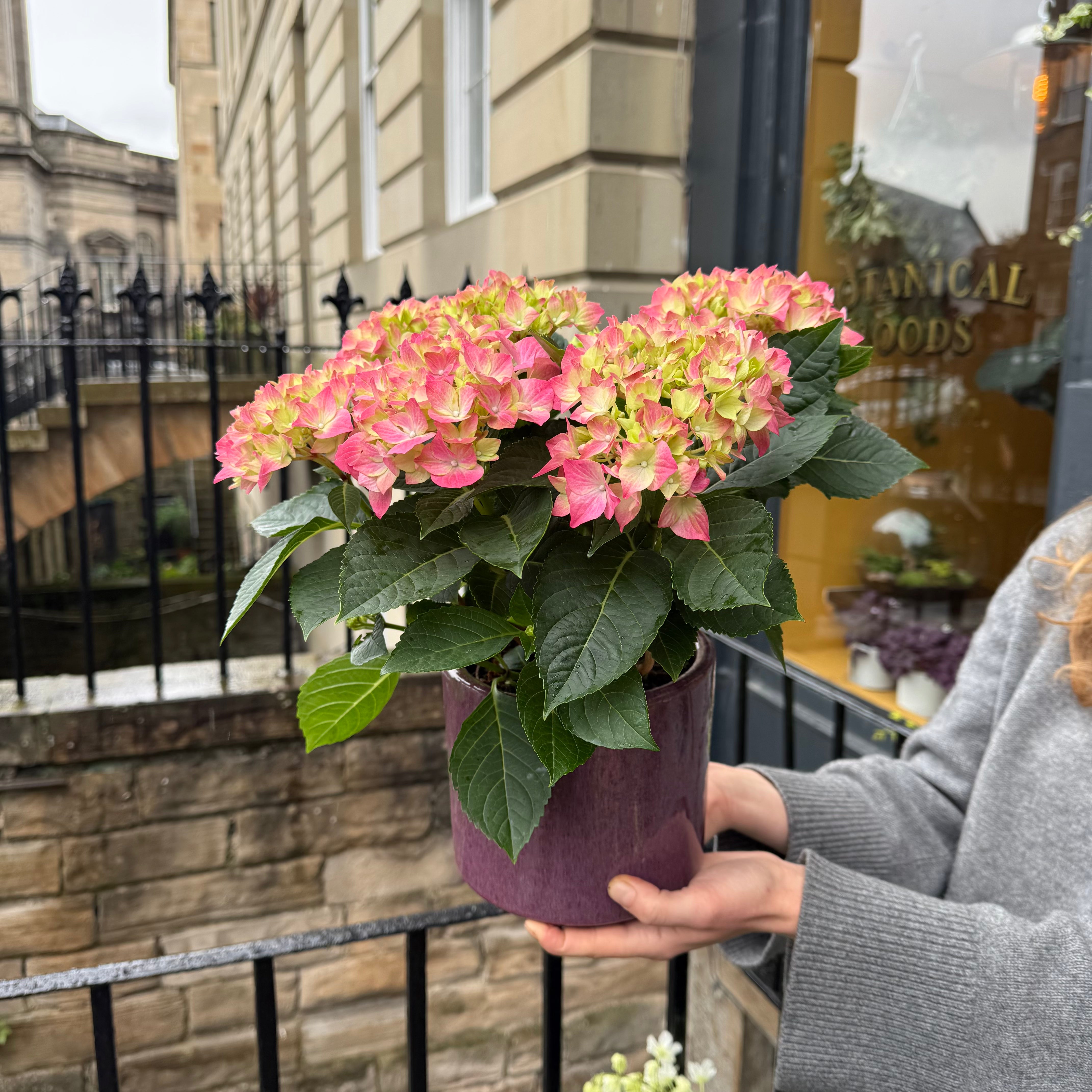 Hydrangea 'Pink'