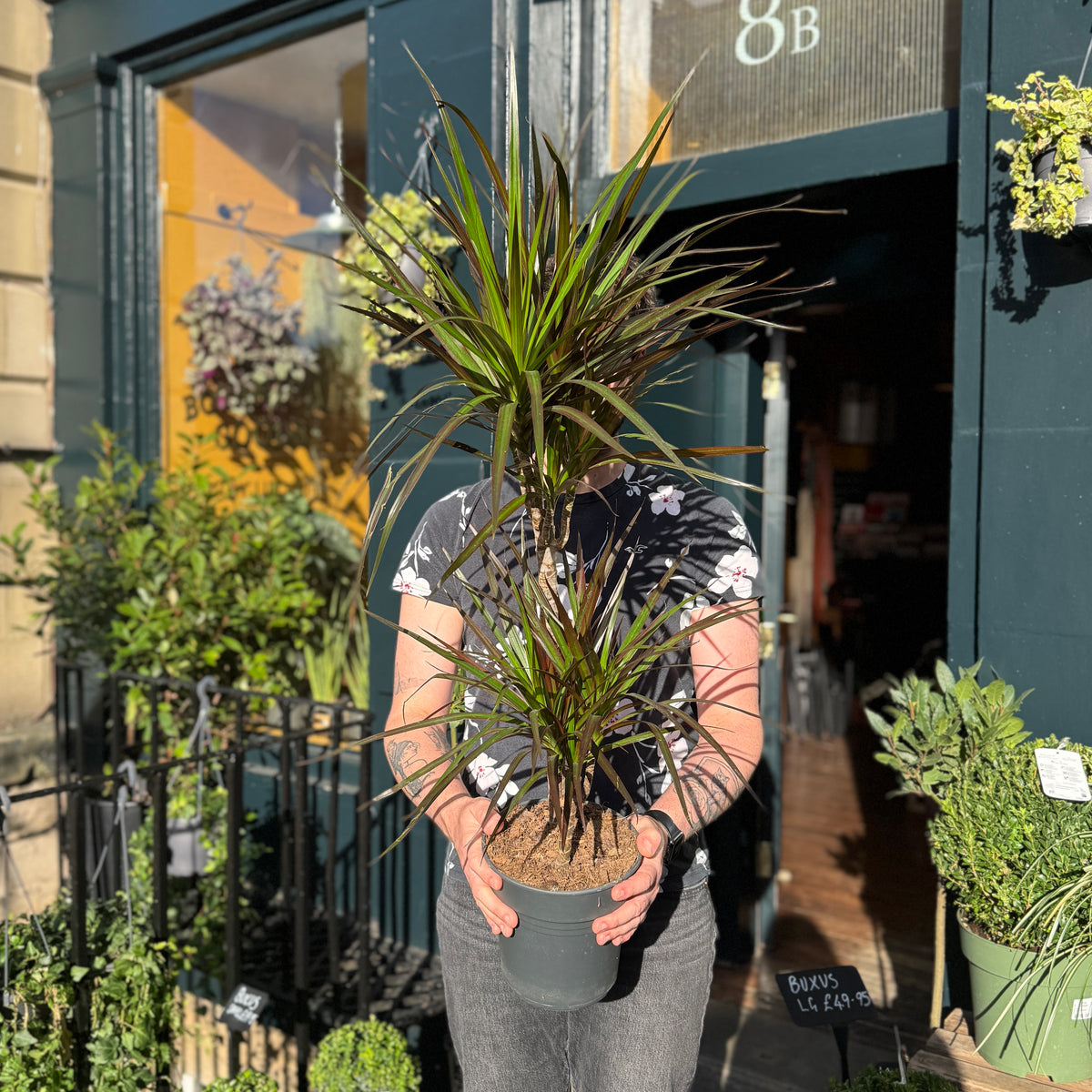 Dracaena marginata 'Magenta'