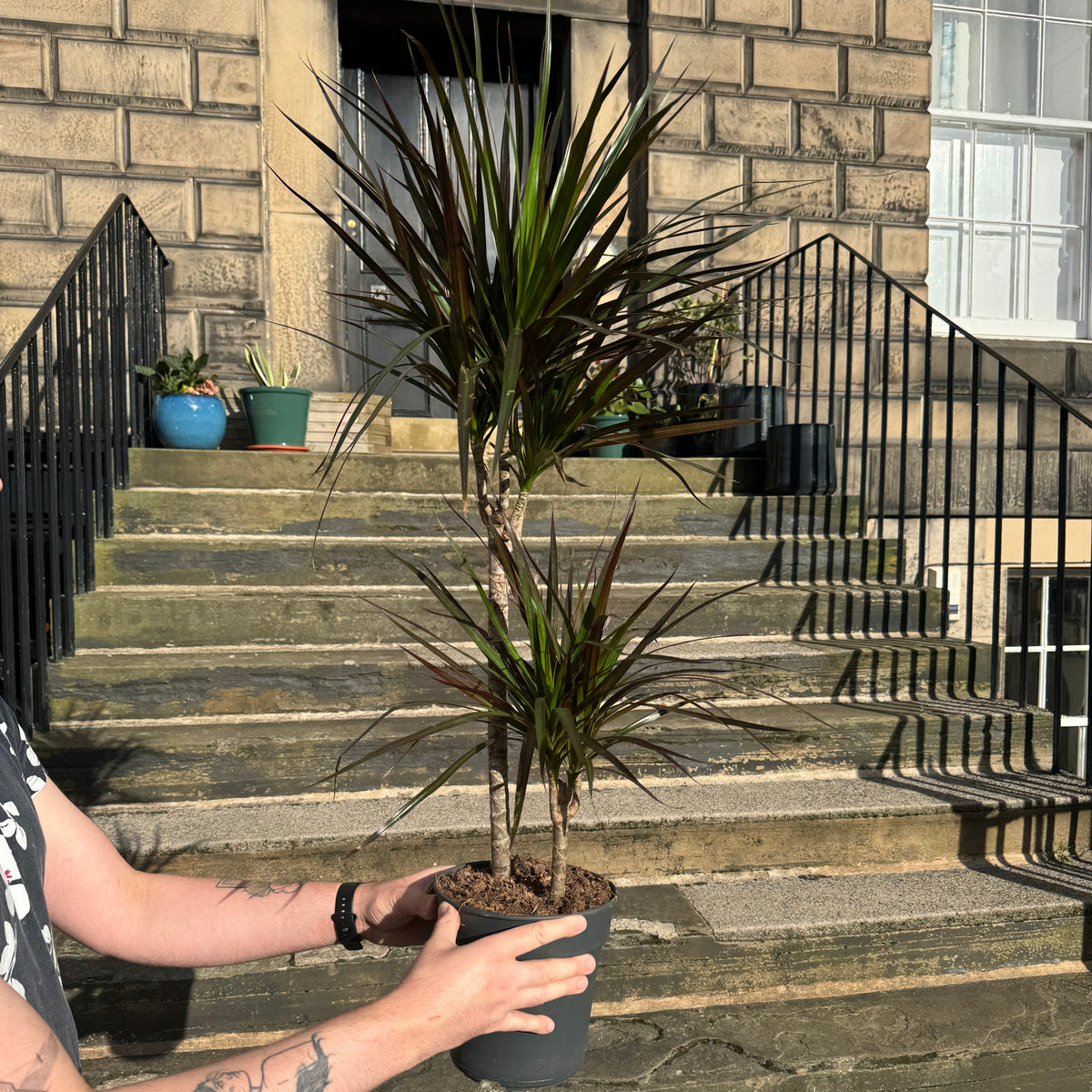 Dracaena marginata 'Magenta'