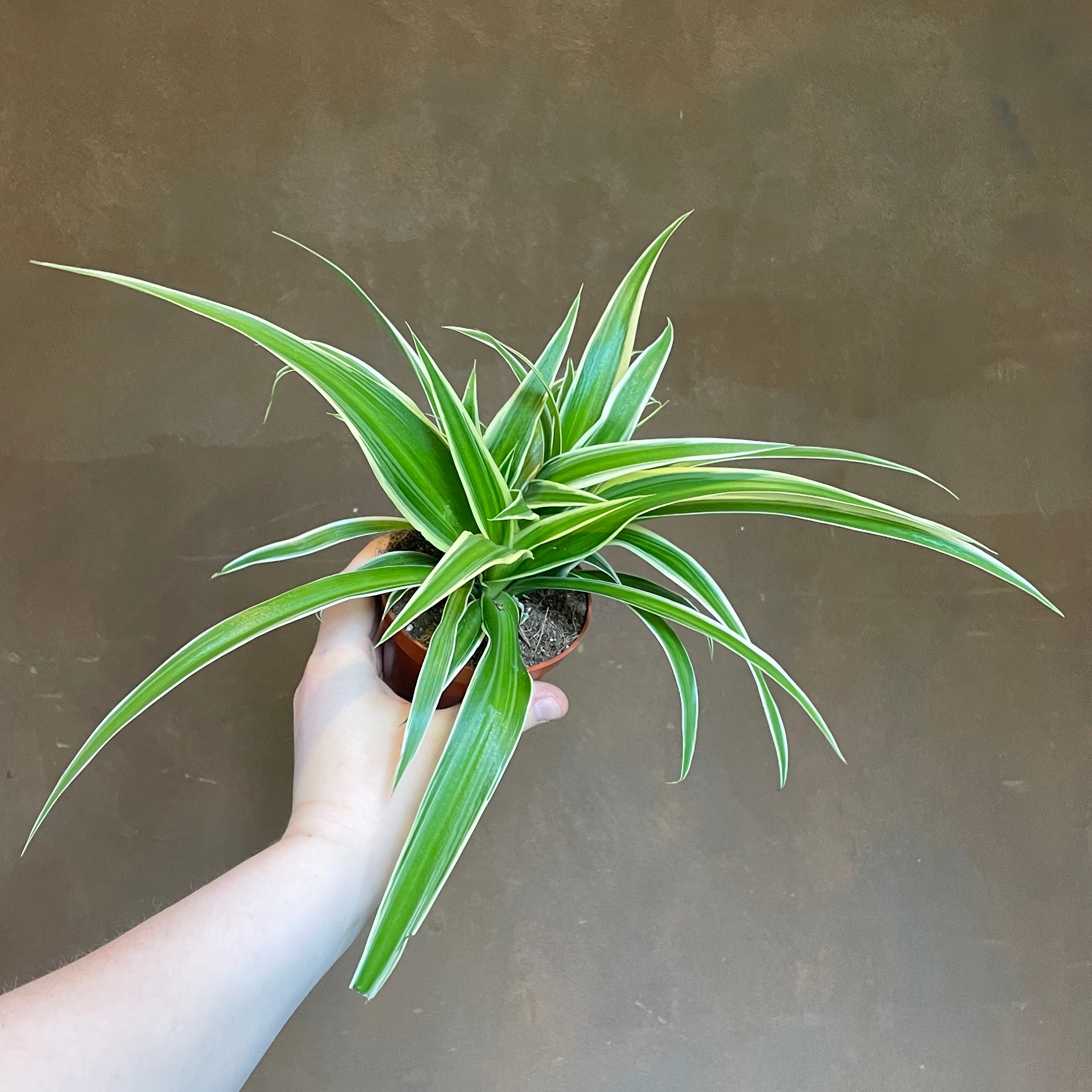 Chlorophytum laxum