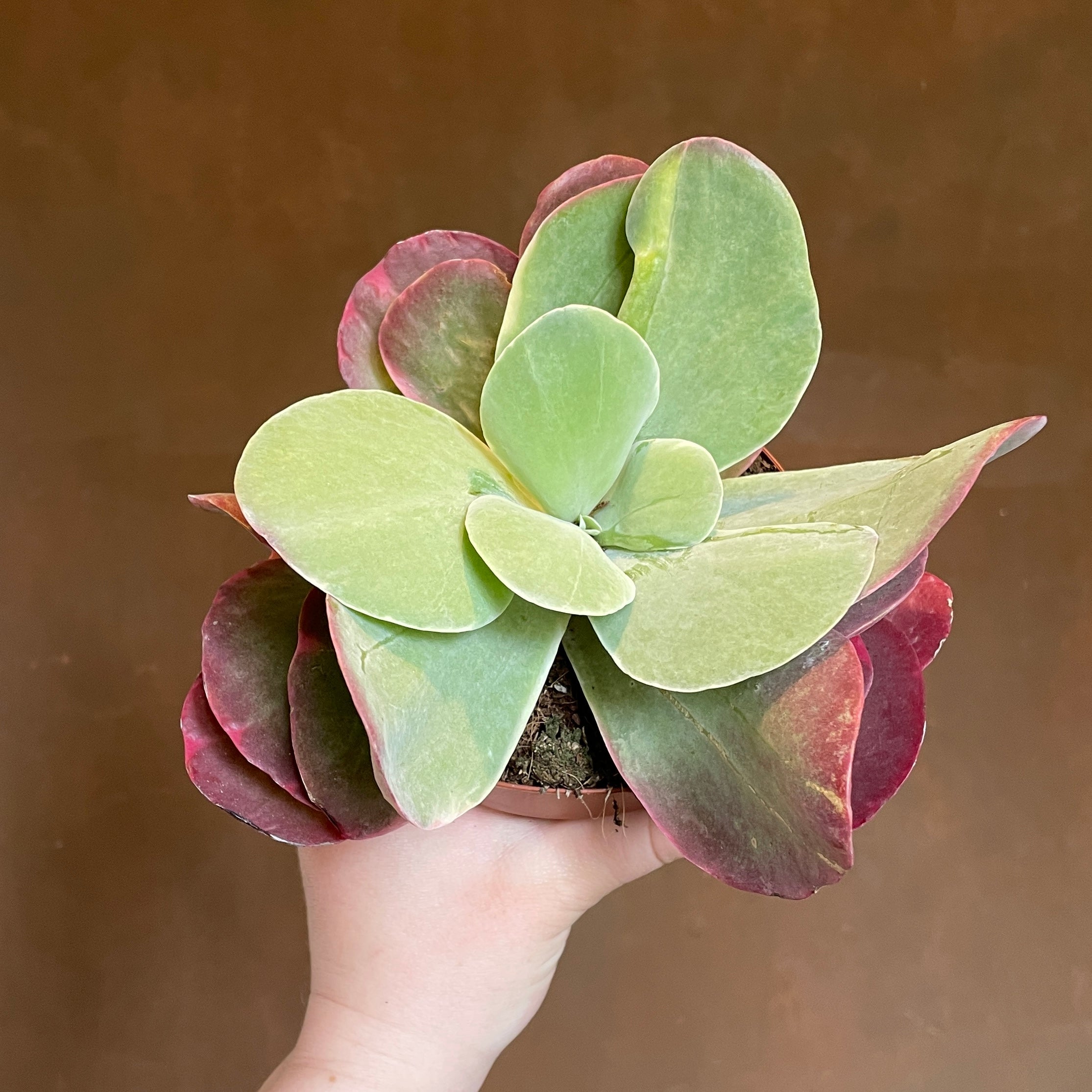 Kalanchoe thyrsiflora 'Red Lips'