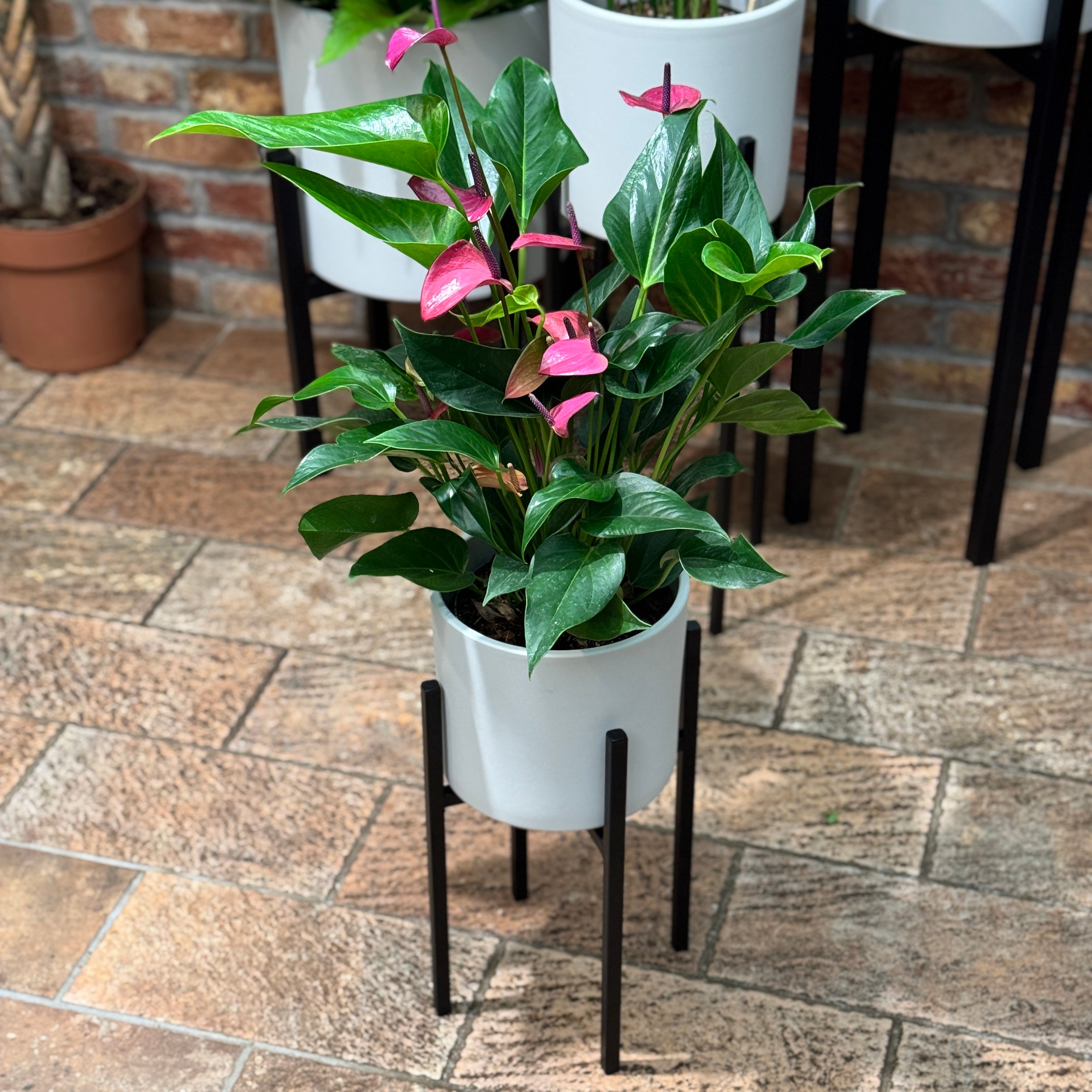 Black Indoor Plant Stand